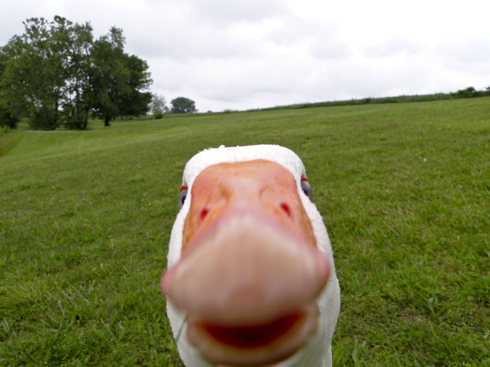 white goose animals selfies geese memes birds grass plant 2k
