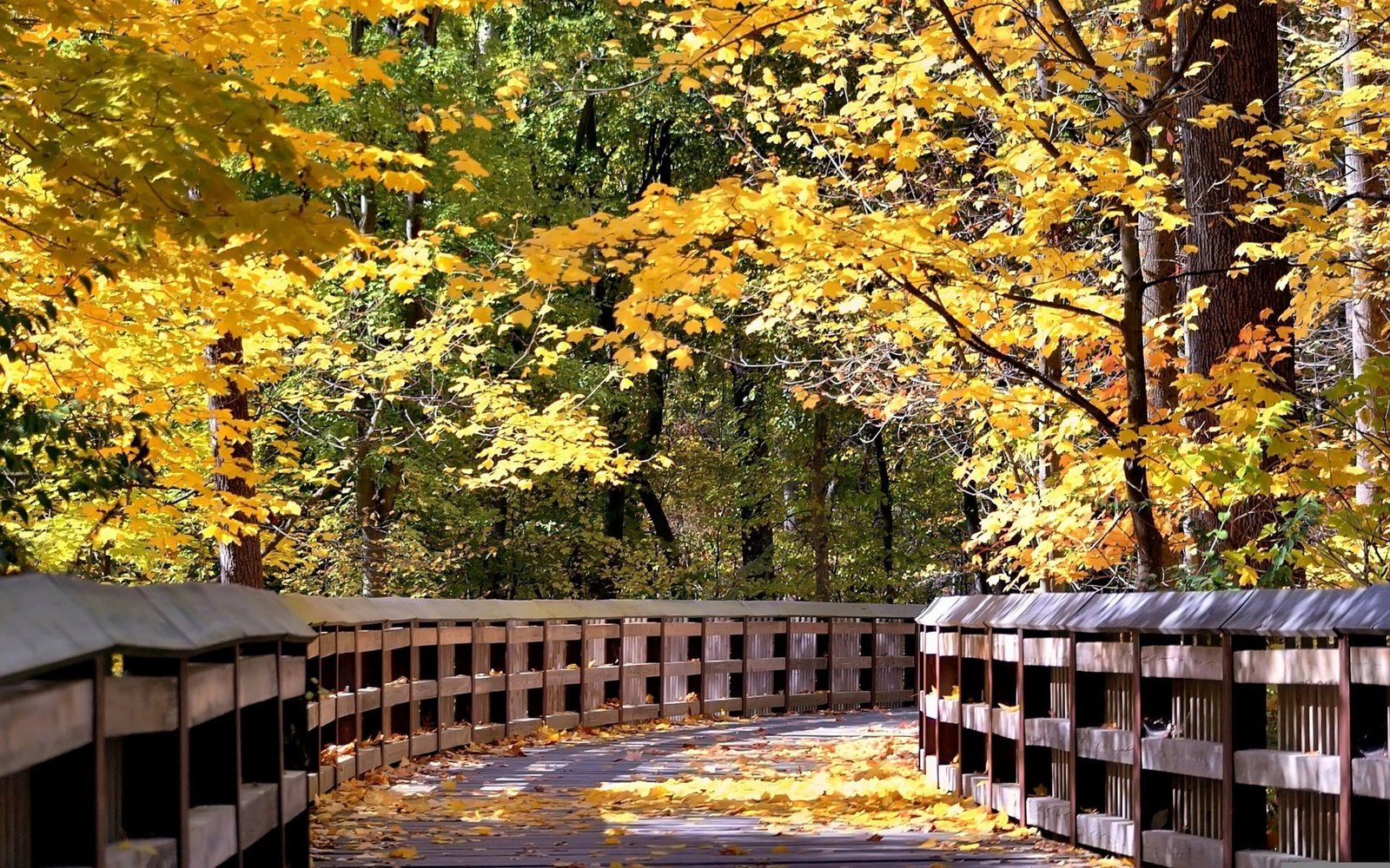 yellow leafed trees nature fall leaves autumn plant change 2k