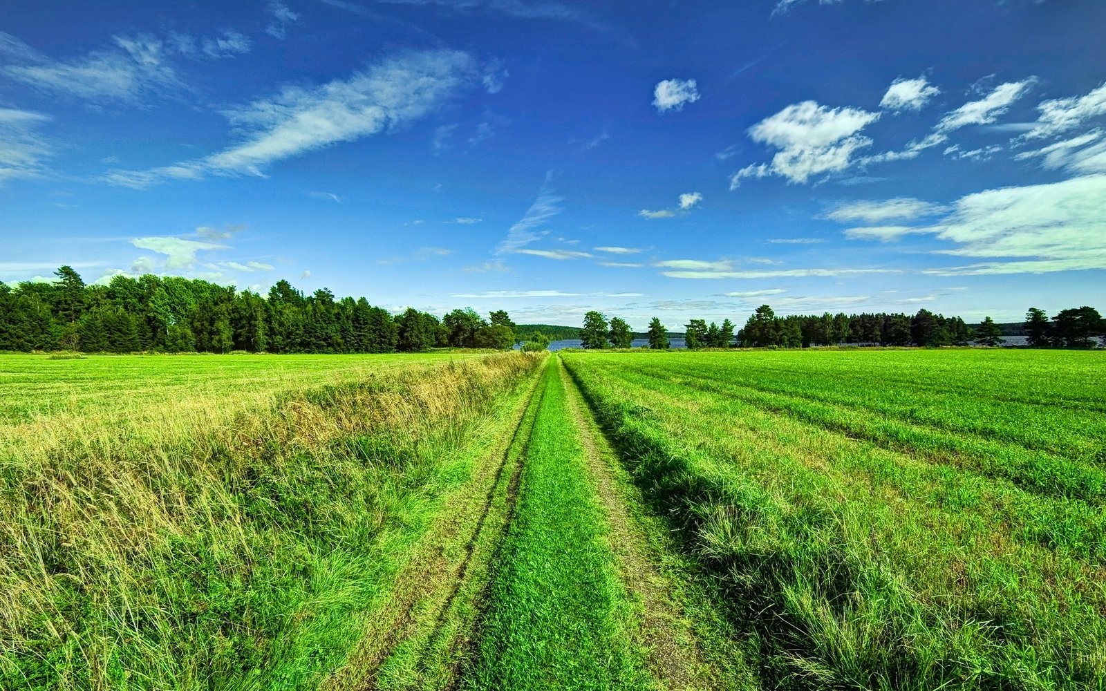 Beautiful scenery sky clouds trees fields road green rice field 2k