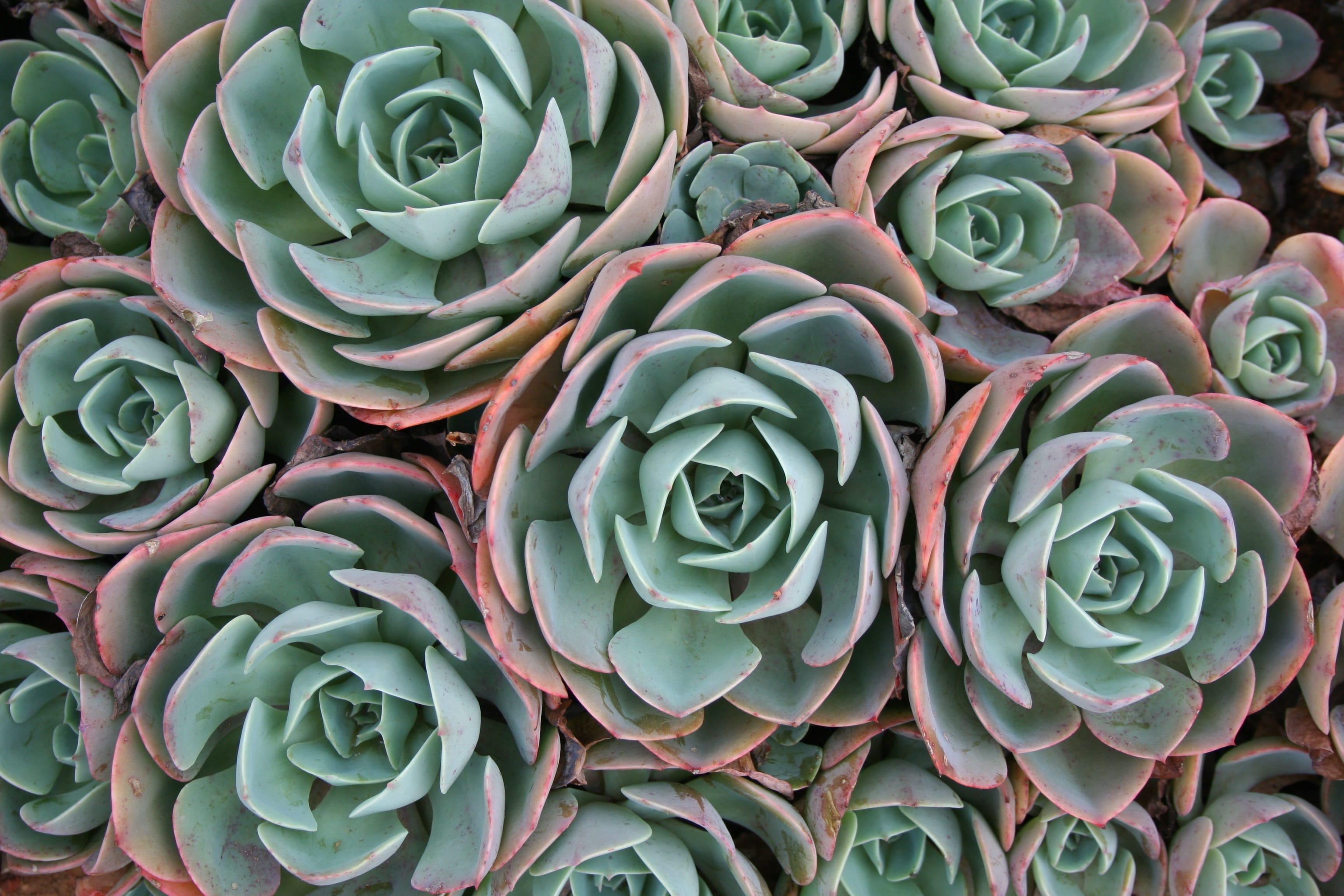 green and red plants succulent pattern backgrounds decoration 2k