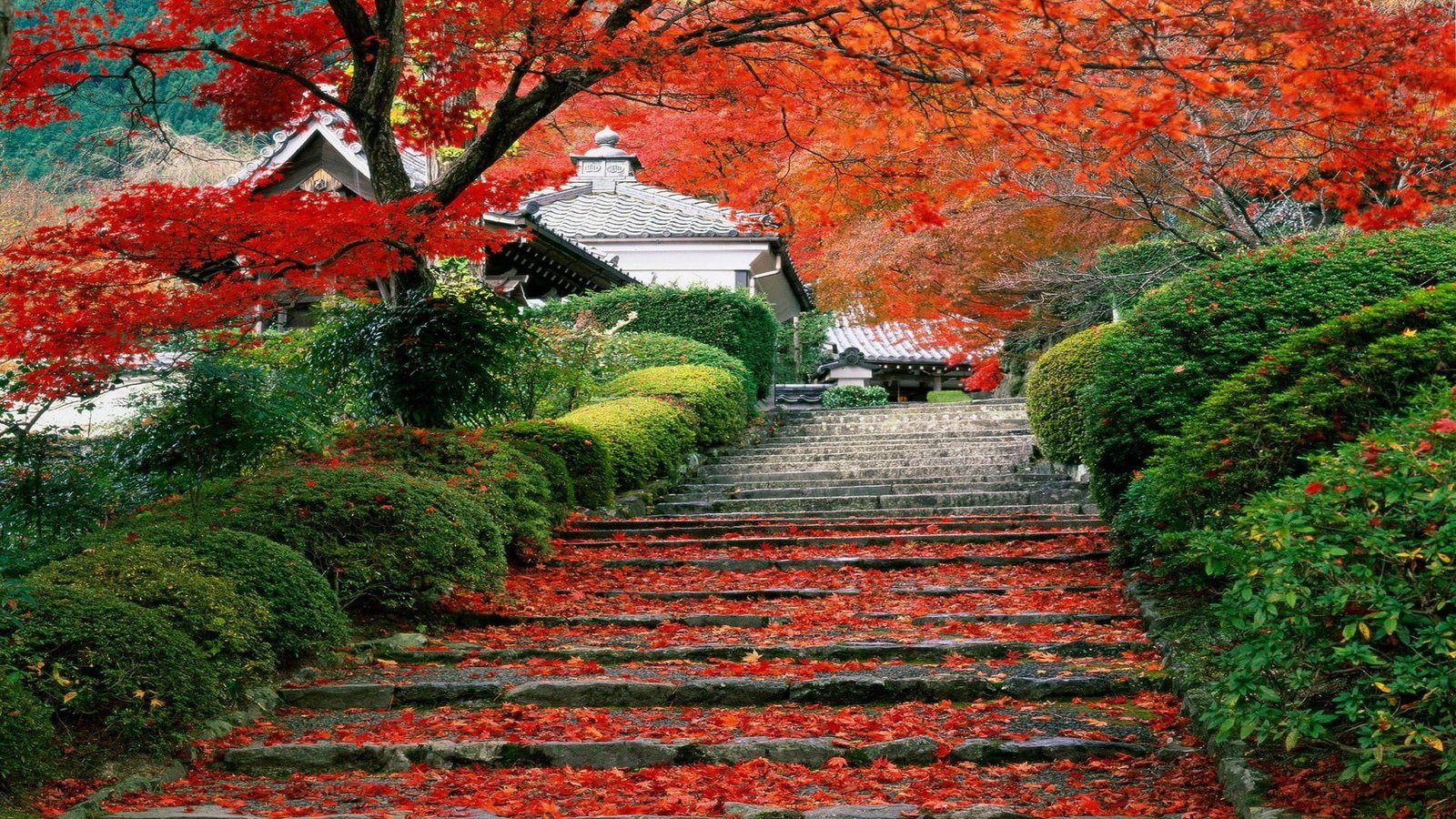 orange maple tree cherry blossoms Japan landscape fall 2k
