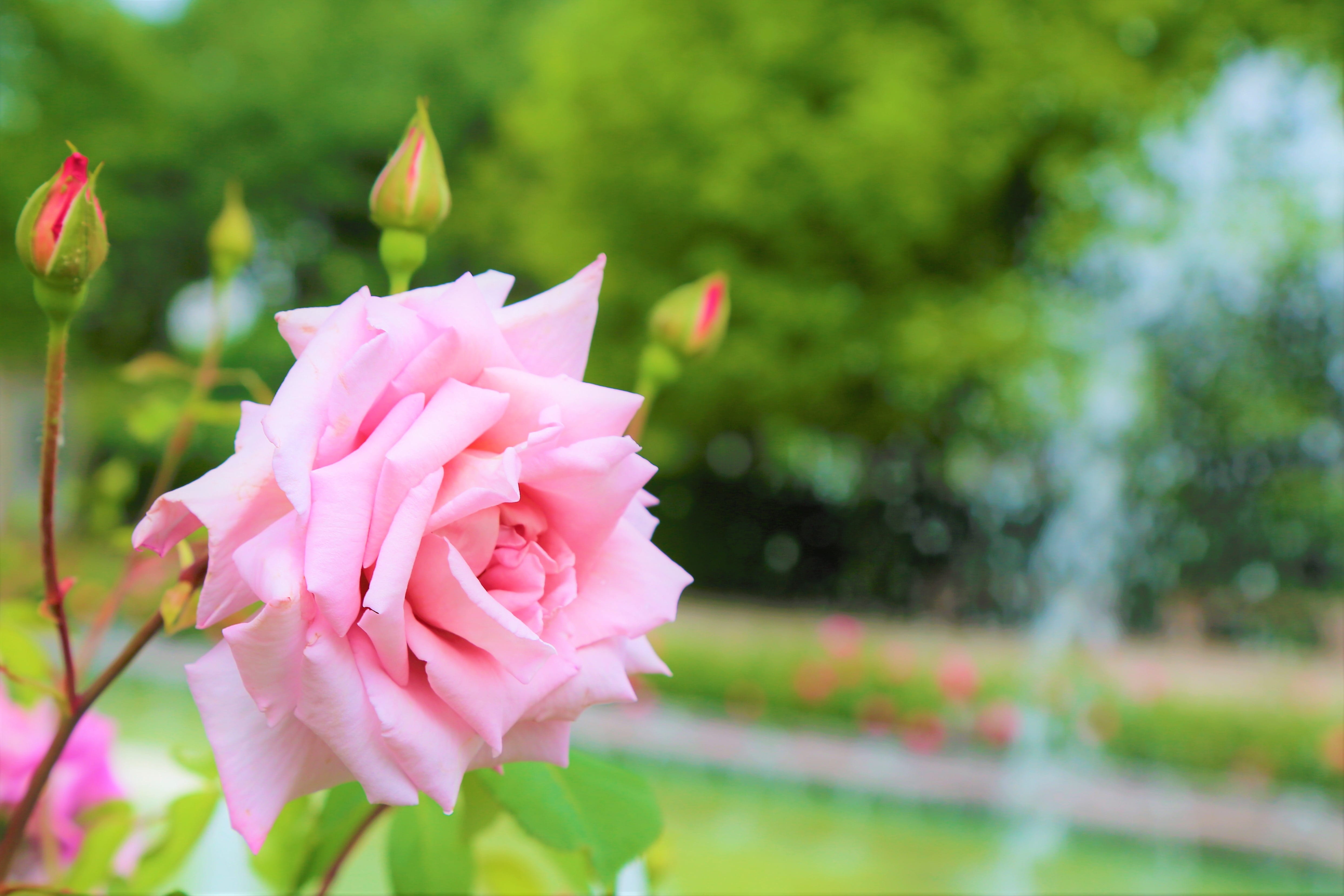 rose spring romantic garden plant nature love beautiful 2k 4k 5k