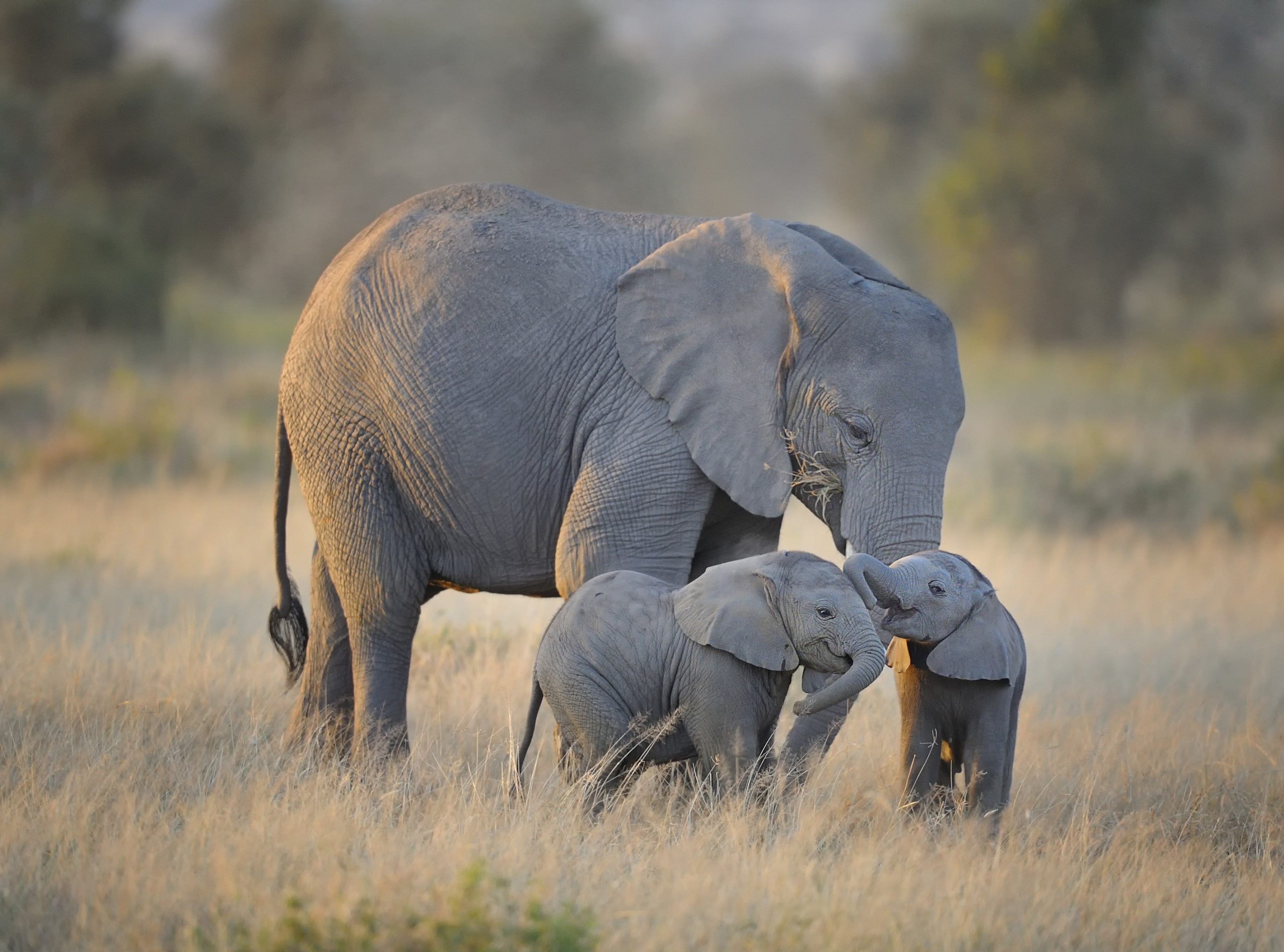 African Elephants Mother and Adorable Babies HD Wallpaper three gray elephants 2k