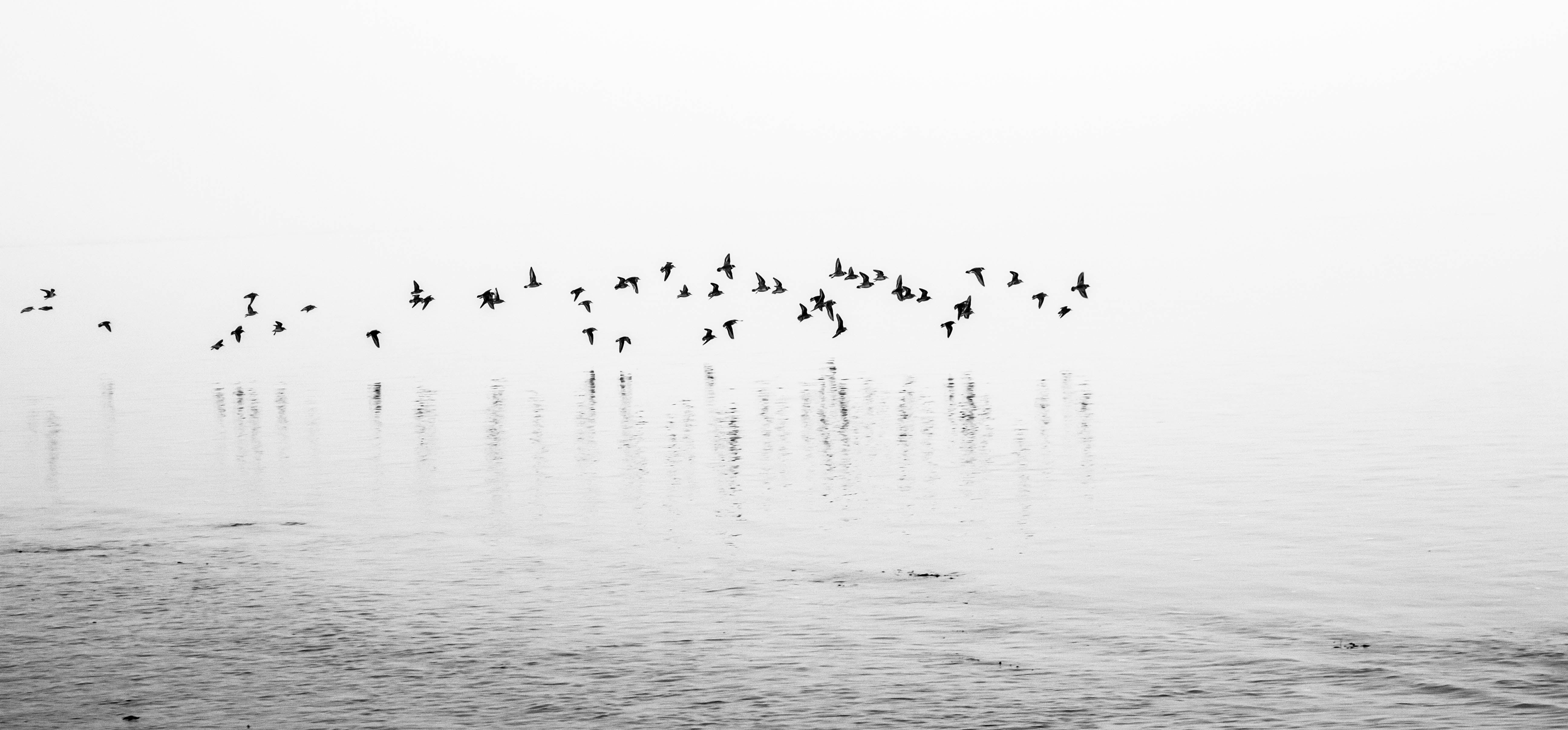 black birds in body of water photo beach fog rainbow haven 2k 4k 5k
