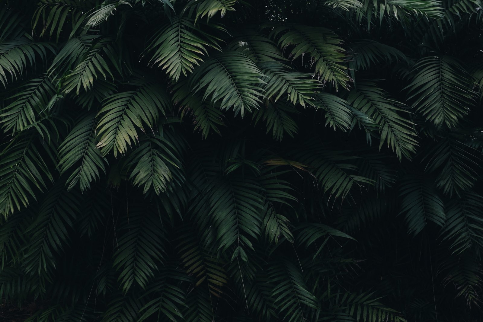 black green leaves plants color growth tree no people 2k 4k