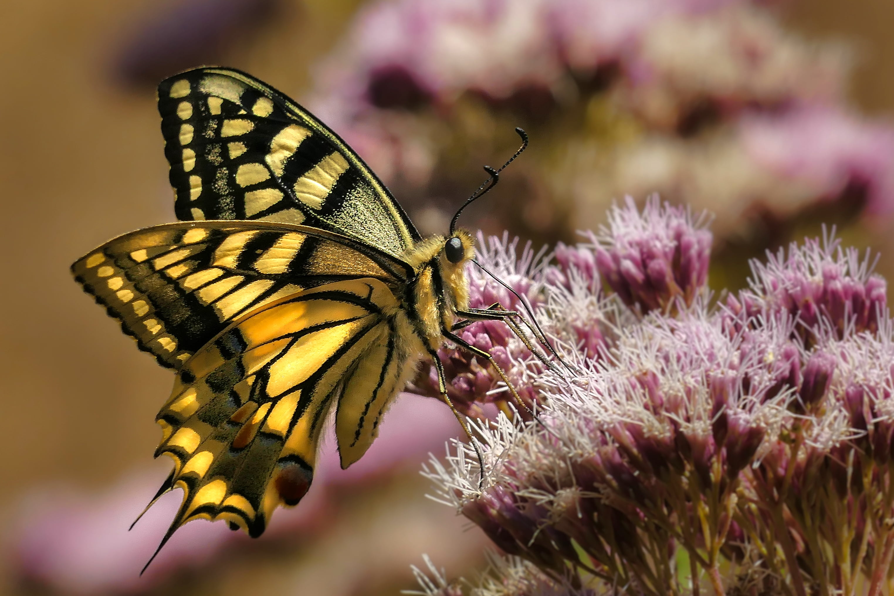 Eastern Tiger Swallowtail butterfly on purple flower mariposas 2k