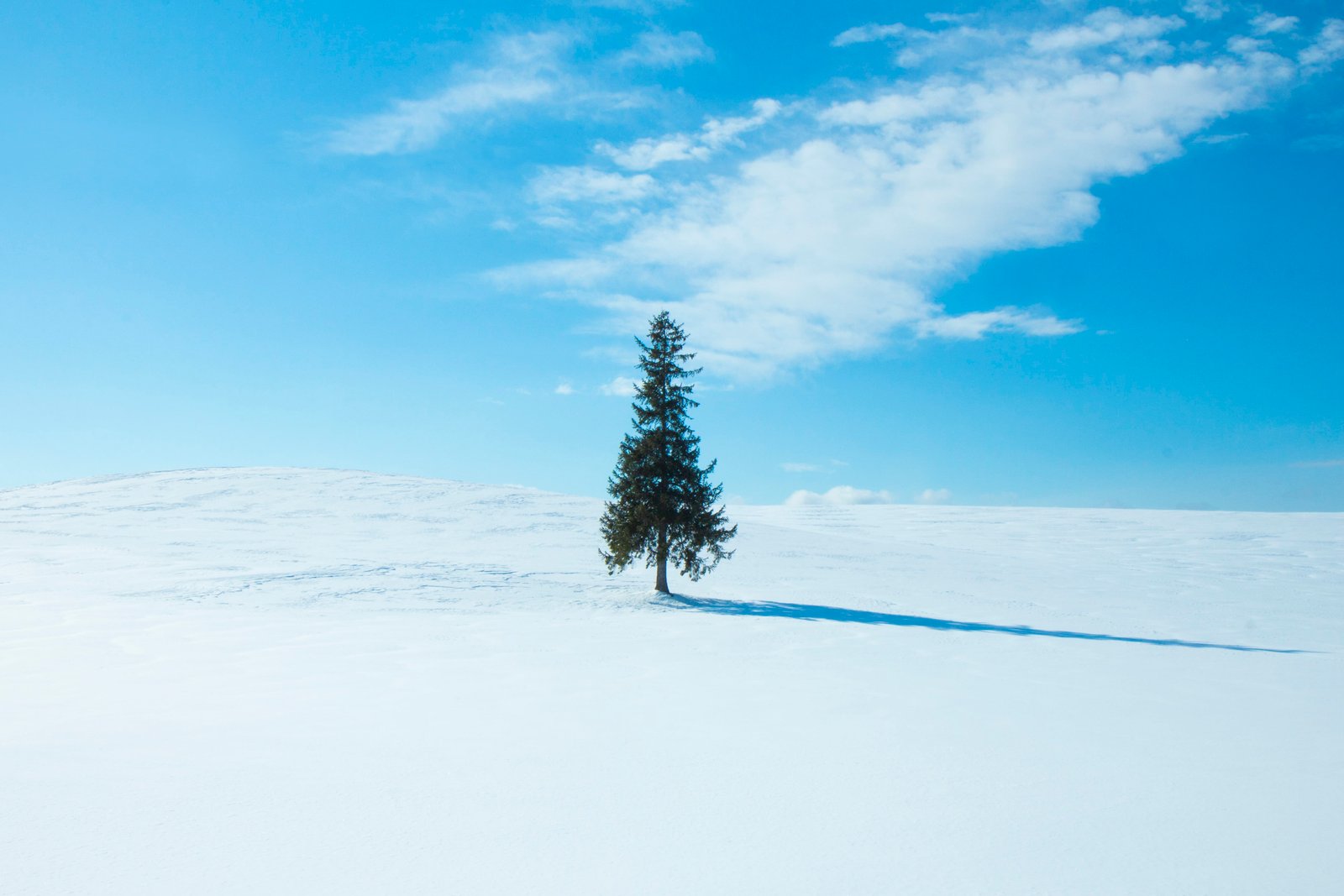 green pine tree at middle of field plant biei fir abies nature 2k 4k 5k