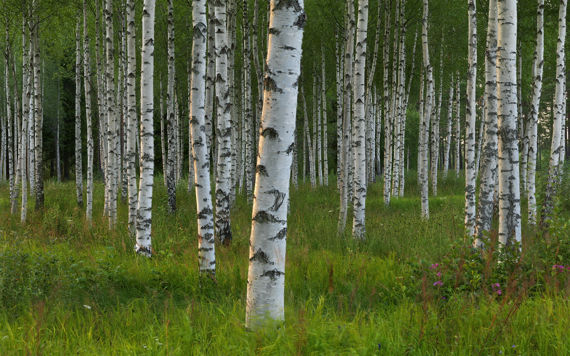 Birch Trees Forest Grass Nature 2k
