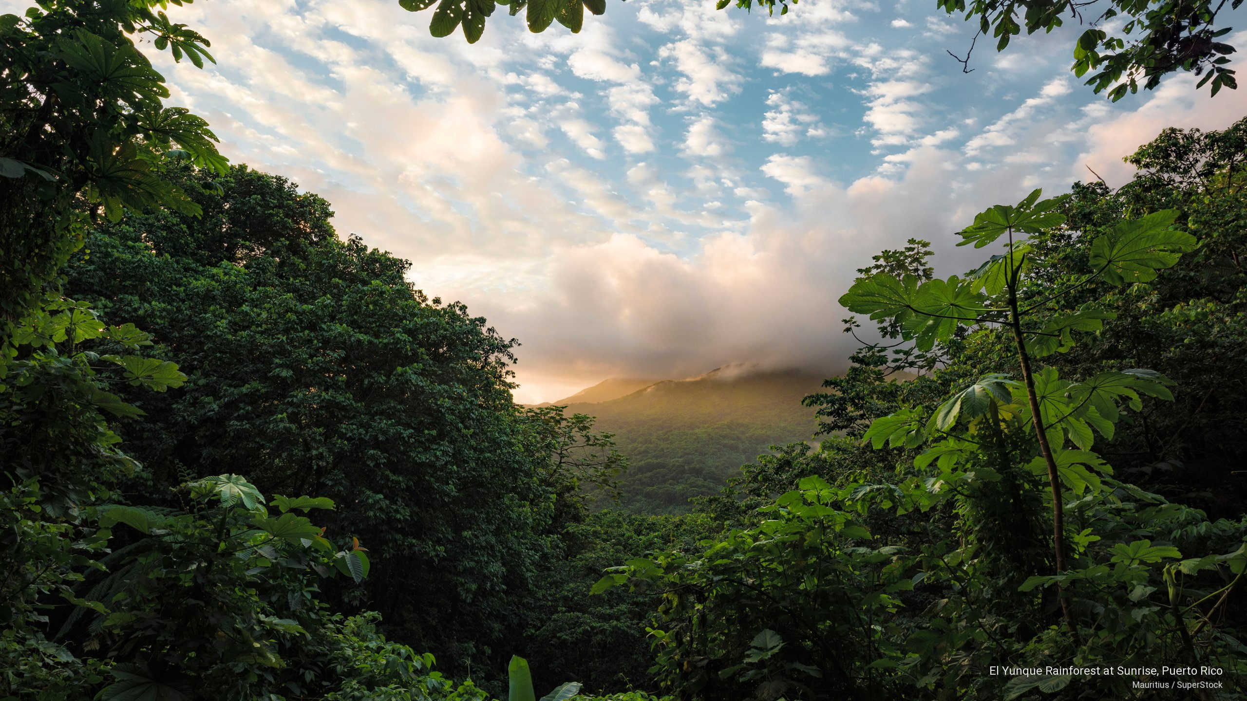 El Yunque Rainforest at Sunrise Puerto Rico Nature 2k