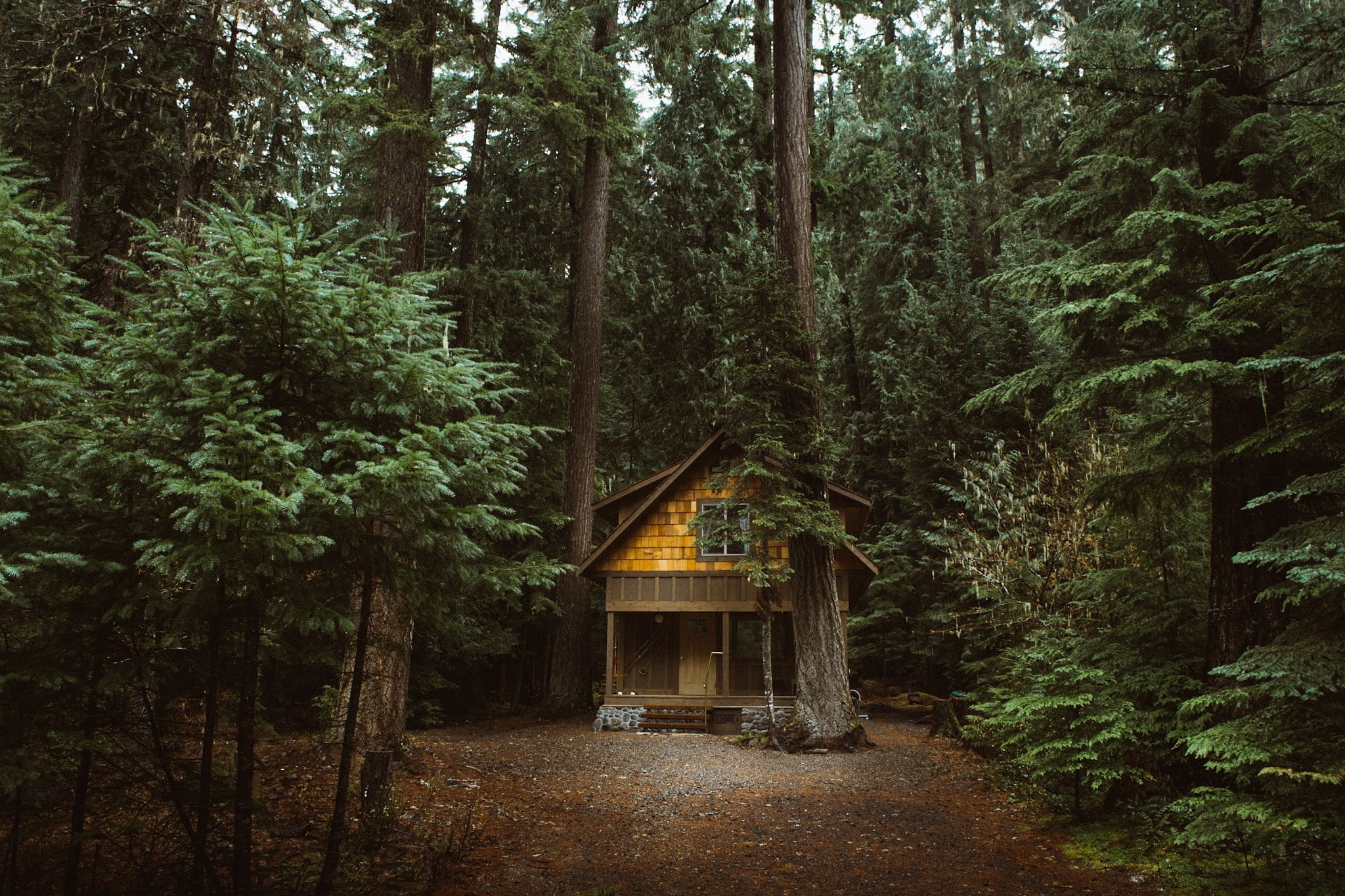 forest nature cabin 2k