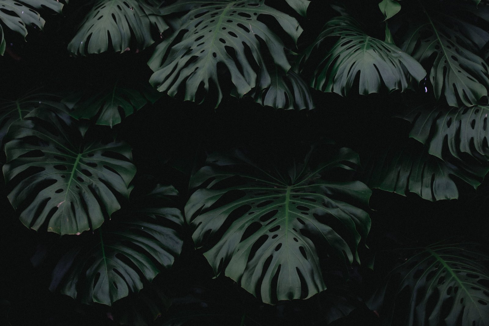 green leaf plants leafed Royal Botanical Greenhouse 2k 4k