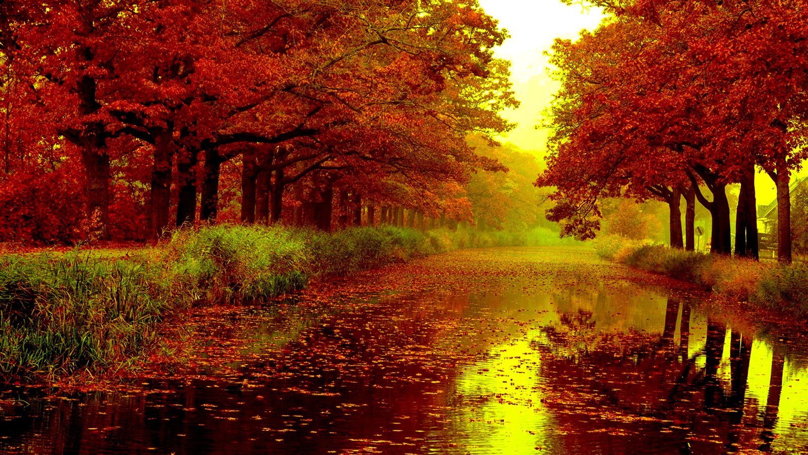 nature maple autumn leaves fall leaf season yellow november 2k