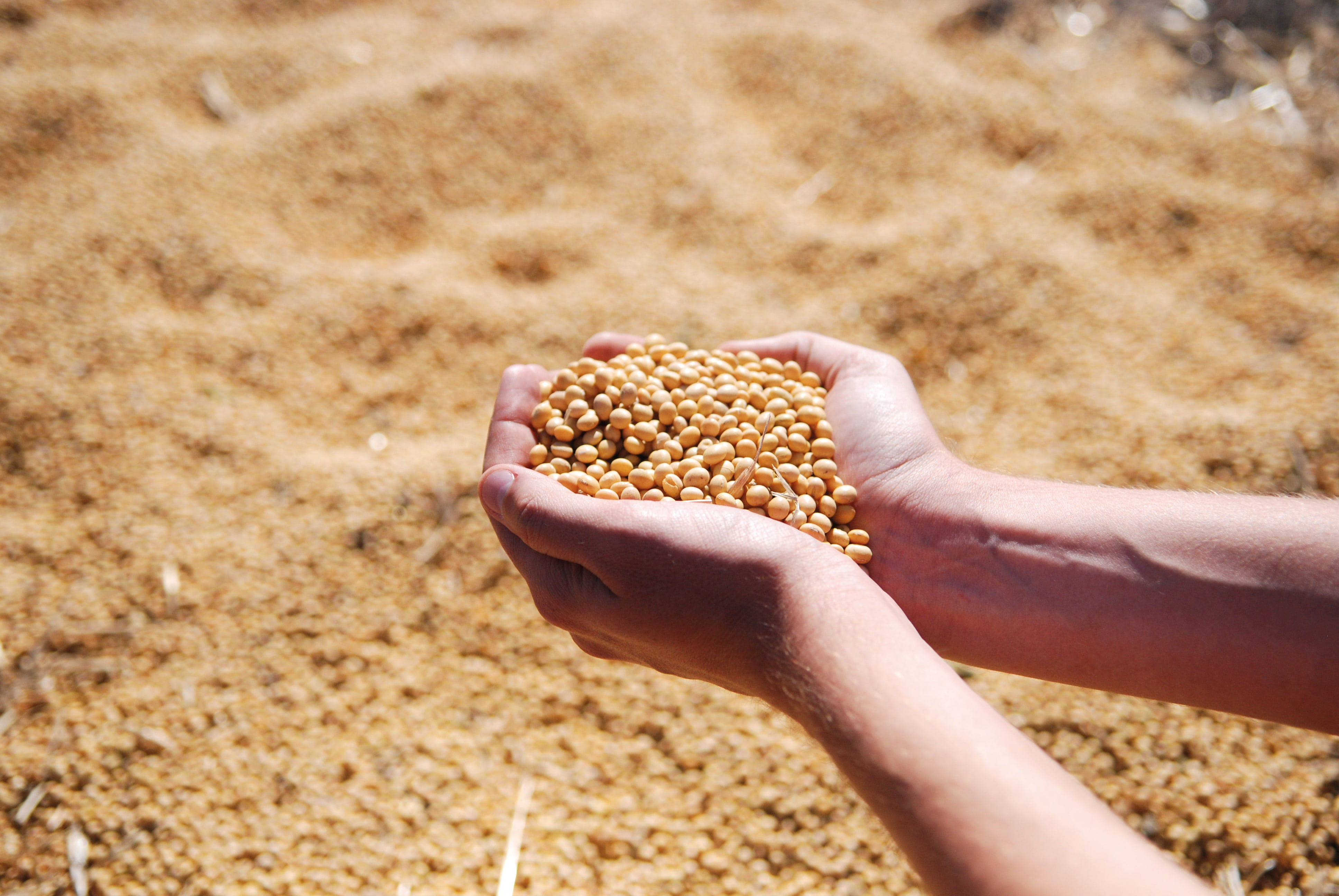 person holding soy beans soybean hand agro harvest seeds 2k 4k