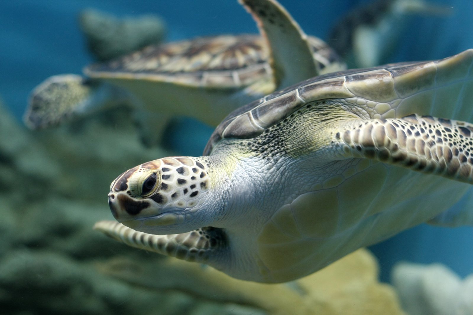 sea turtle swimming under the tortuga 2k 4k
