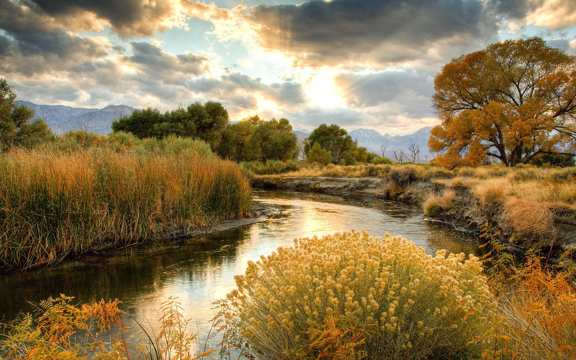 widescreen high resolution nature hd images plant 2k