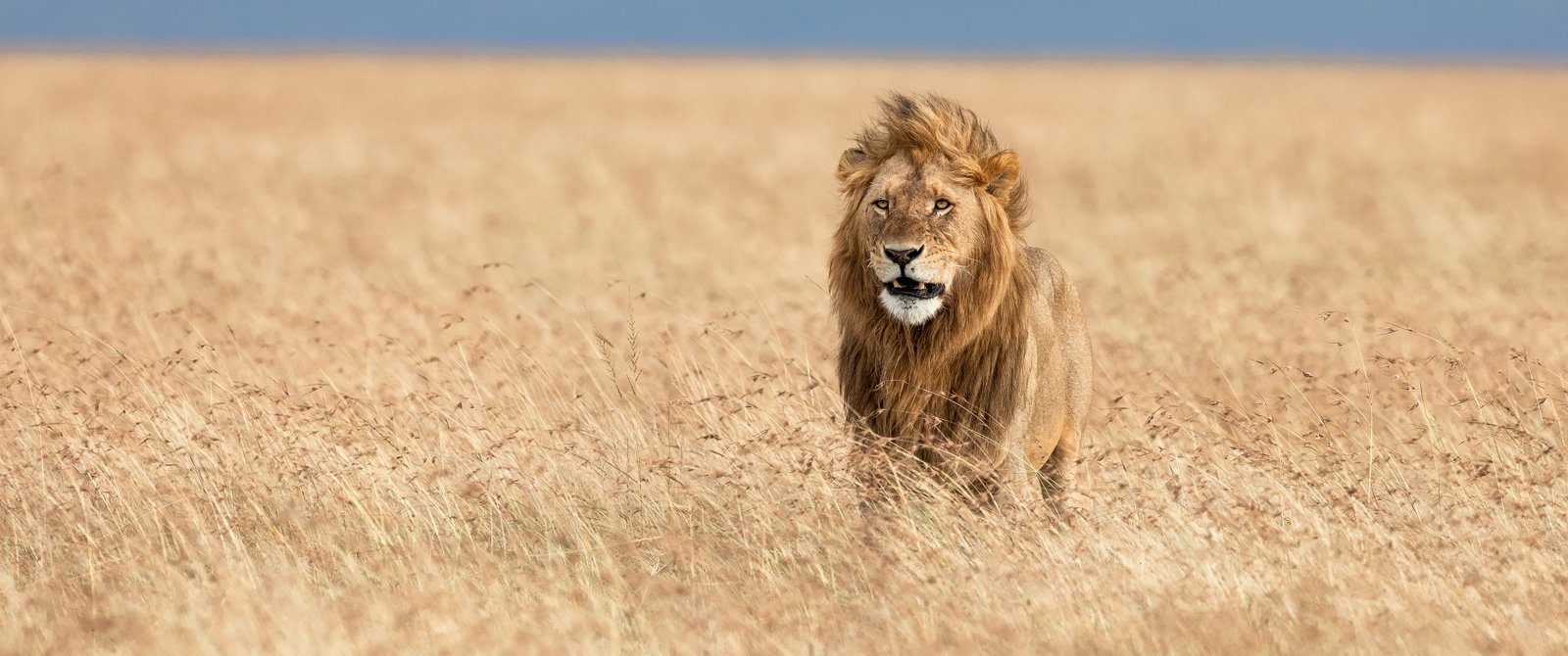 animals wildlife lion ultrawide ultra wide 2k