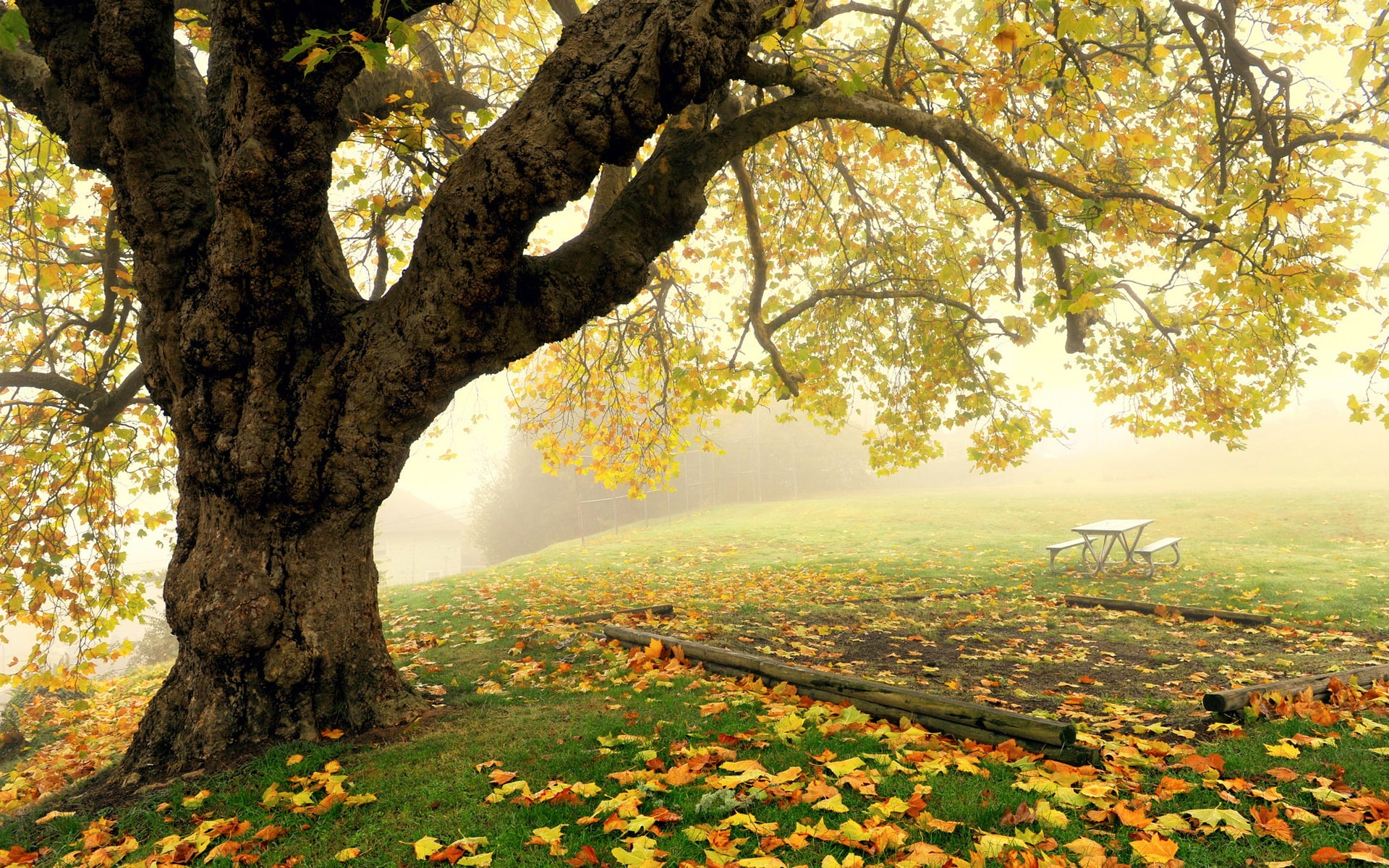 Autumn park scenery tree fog leaves 2k