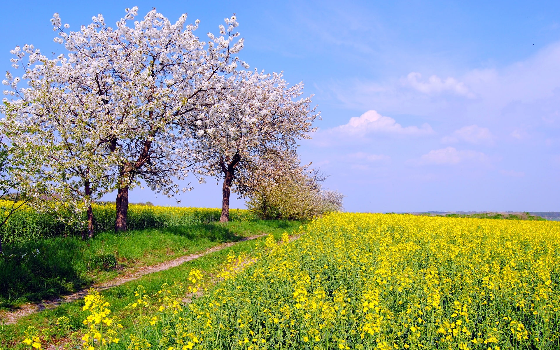 Germany spring nature scenery fields flowers blue sky yellow rapeseed field 2k