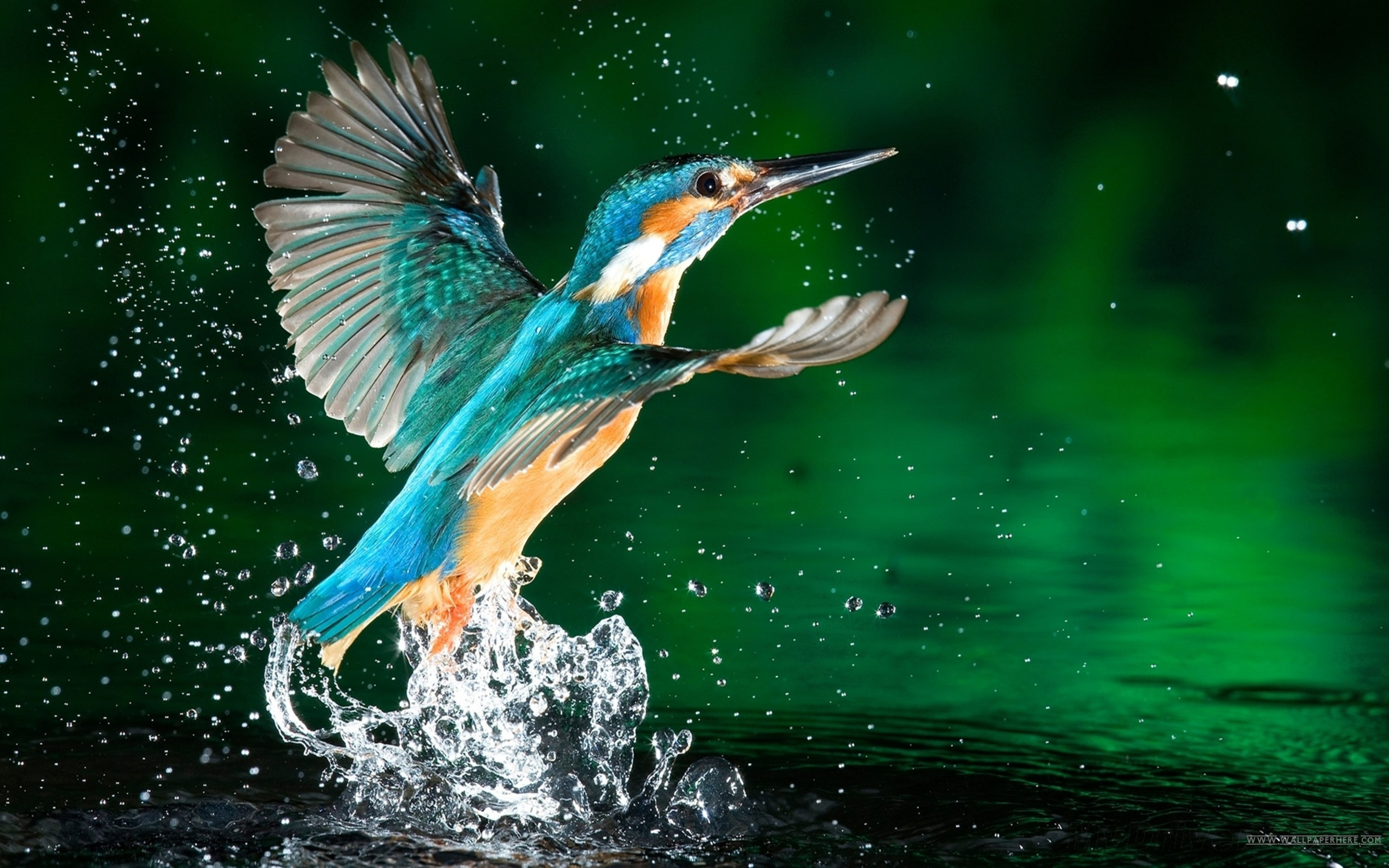 Kingfisher Bird Fisherman Hd Wallpaper Download For Mobile 2k 4k