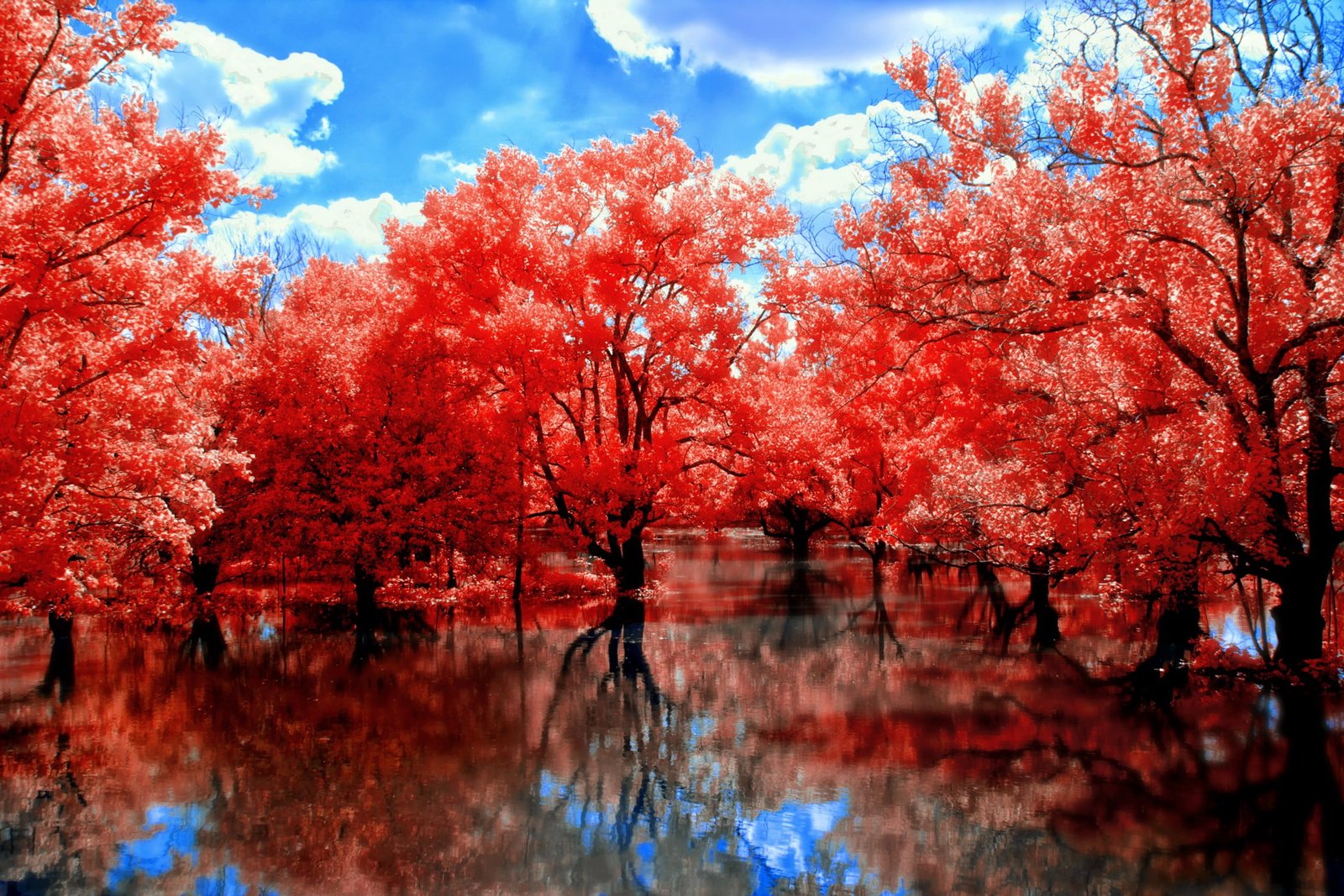 red leafed trees leaf plant in the shallow water fall nature 2k