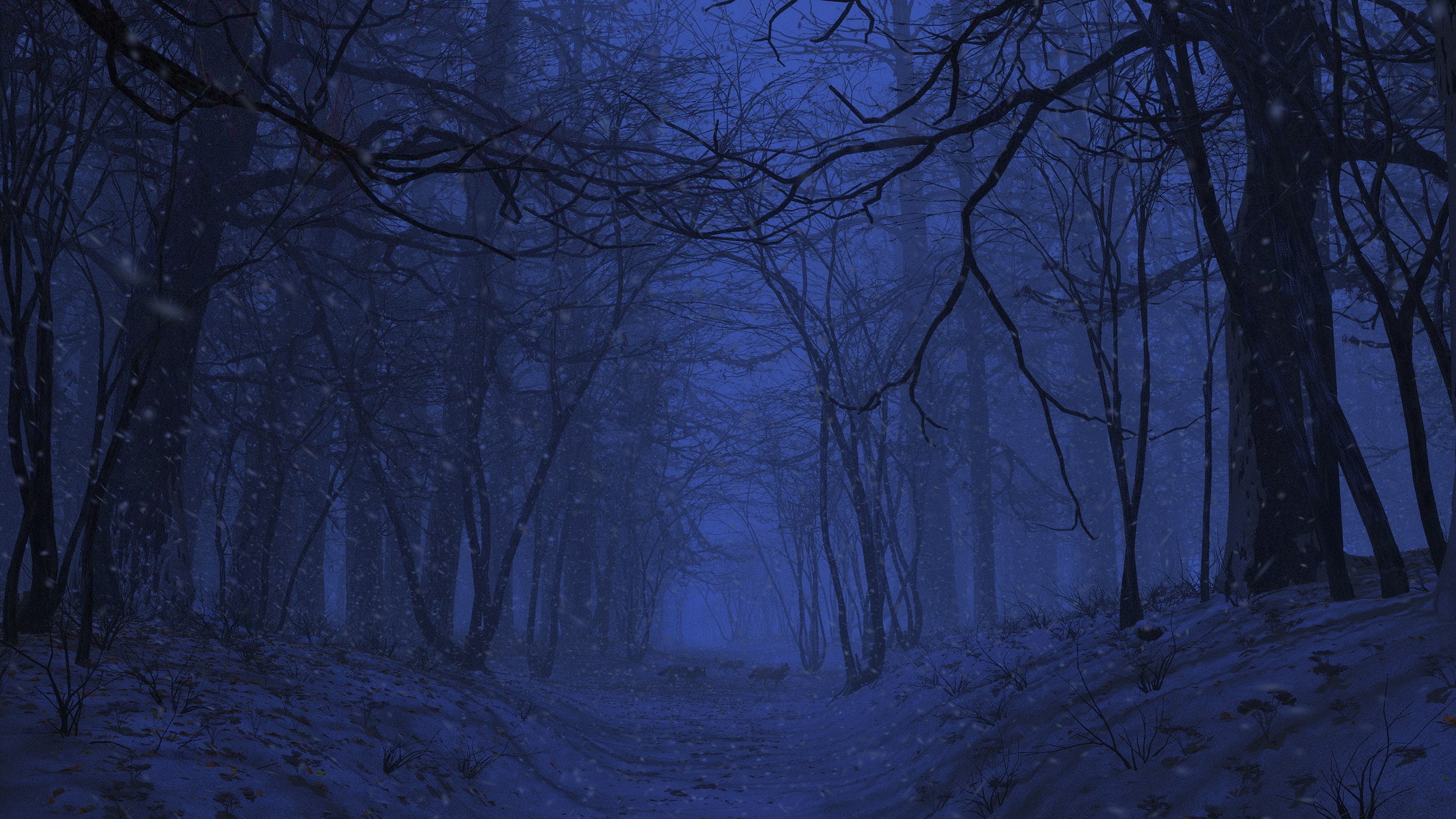 widescreen nature tree forest land tranquility 2k