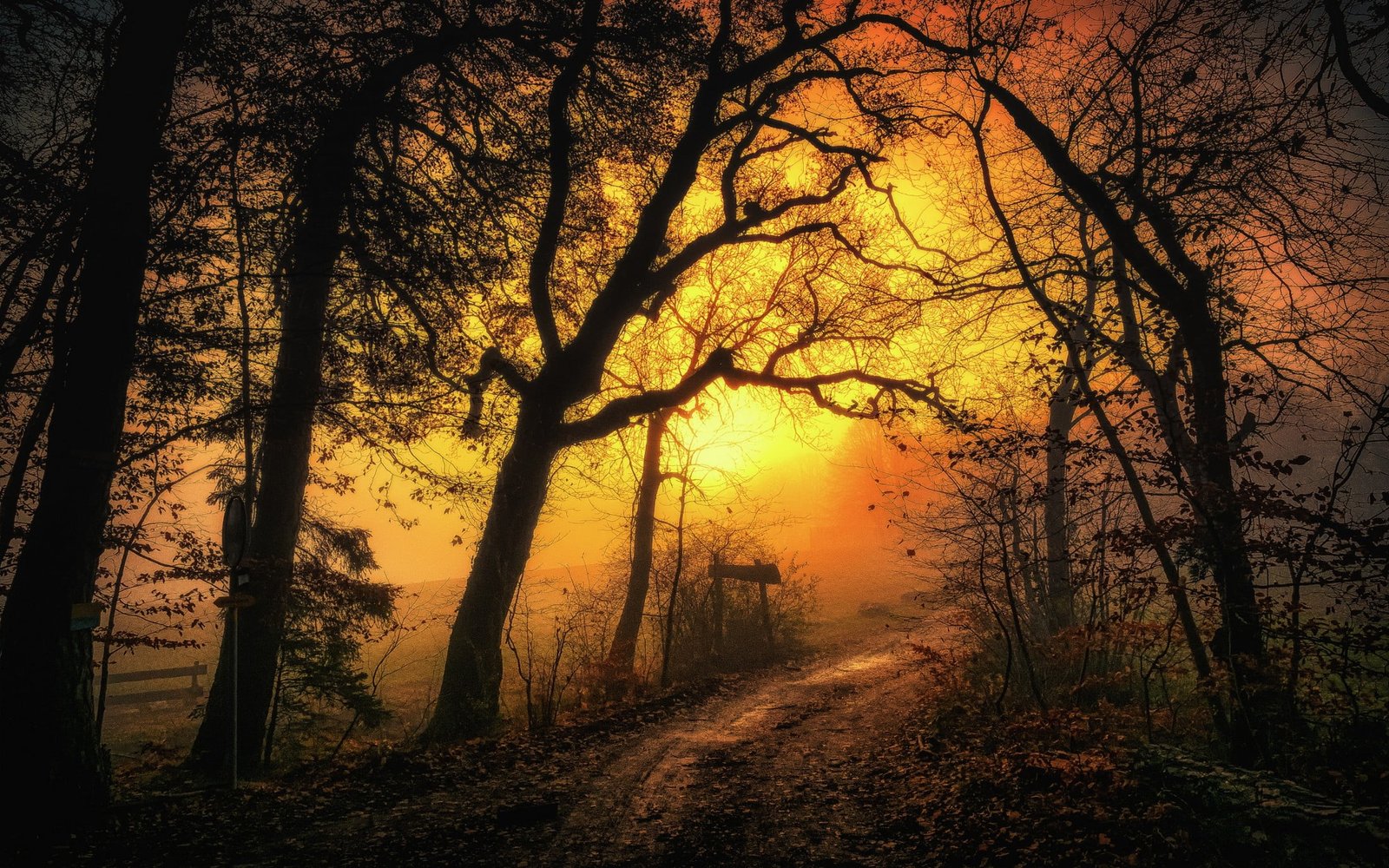 bare trees pathway between nature landscape mist dirt road 2k