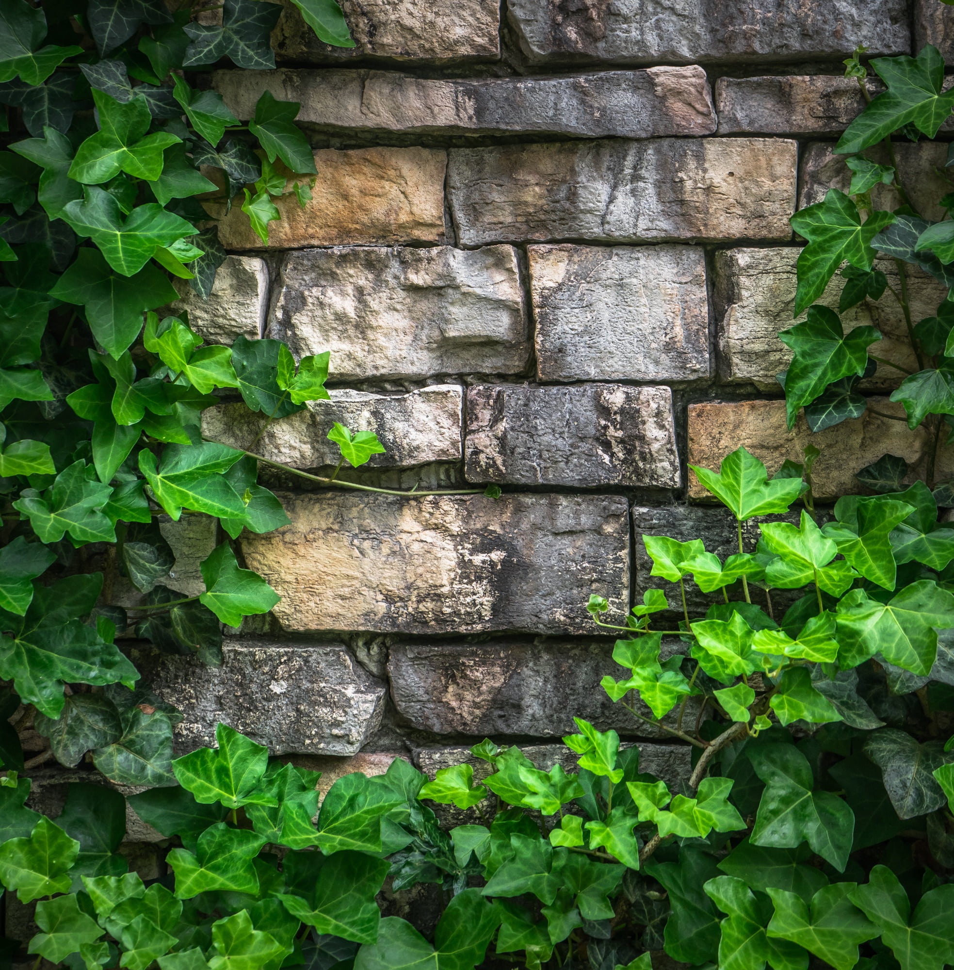 brown brick wall surrounded with vine plants ivy the leaves 2k
