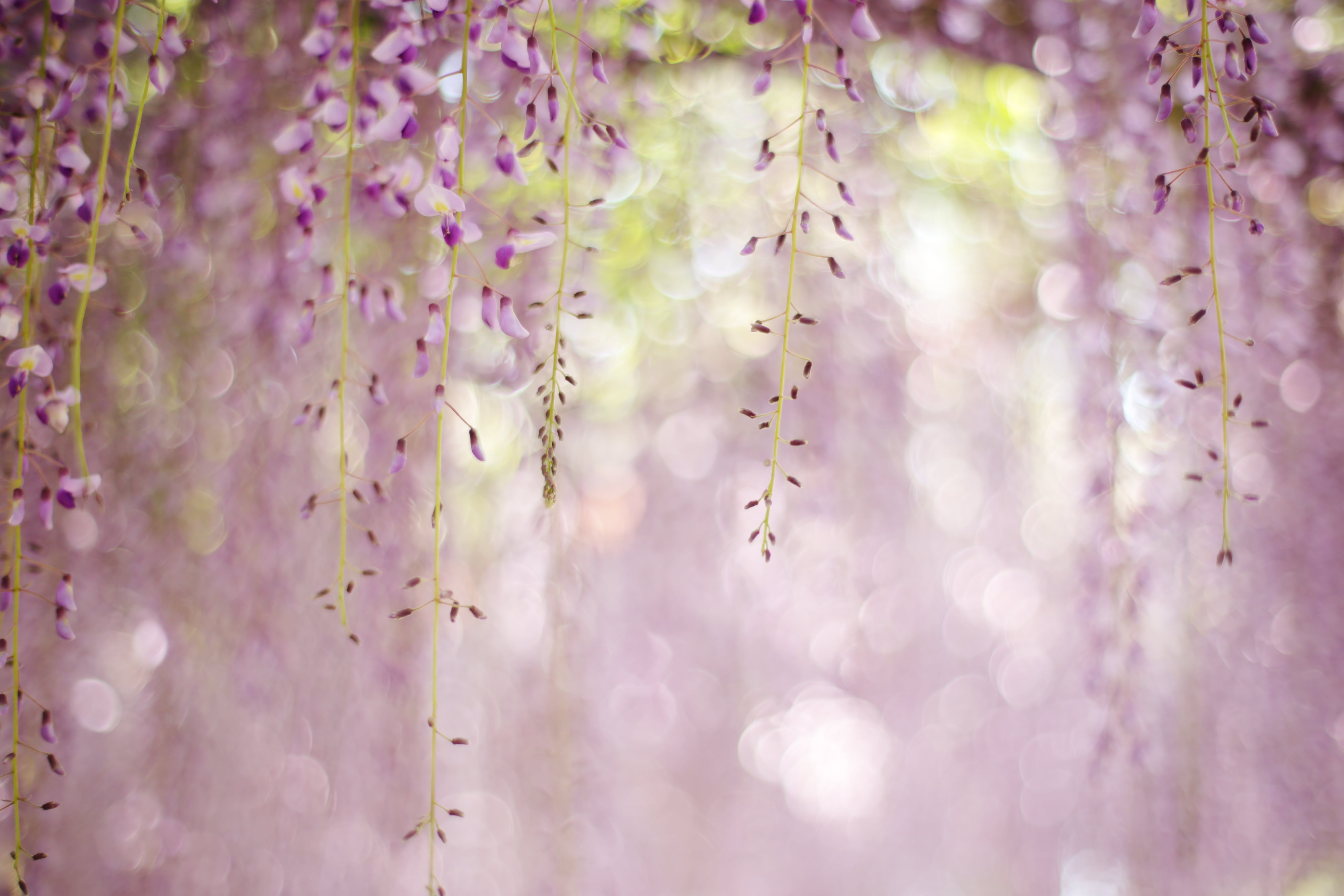 close up photo of pink and white petaled dangling plants Untitled 2k 4k 5k