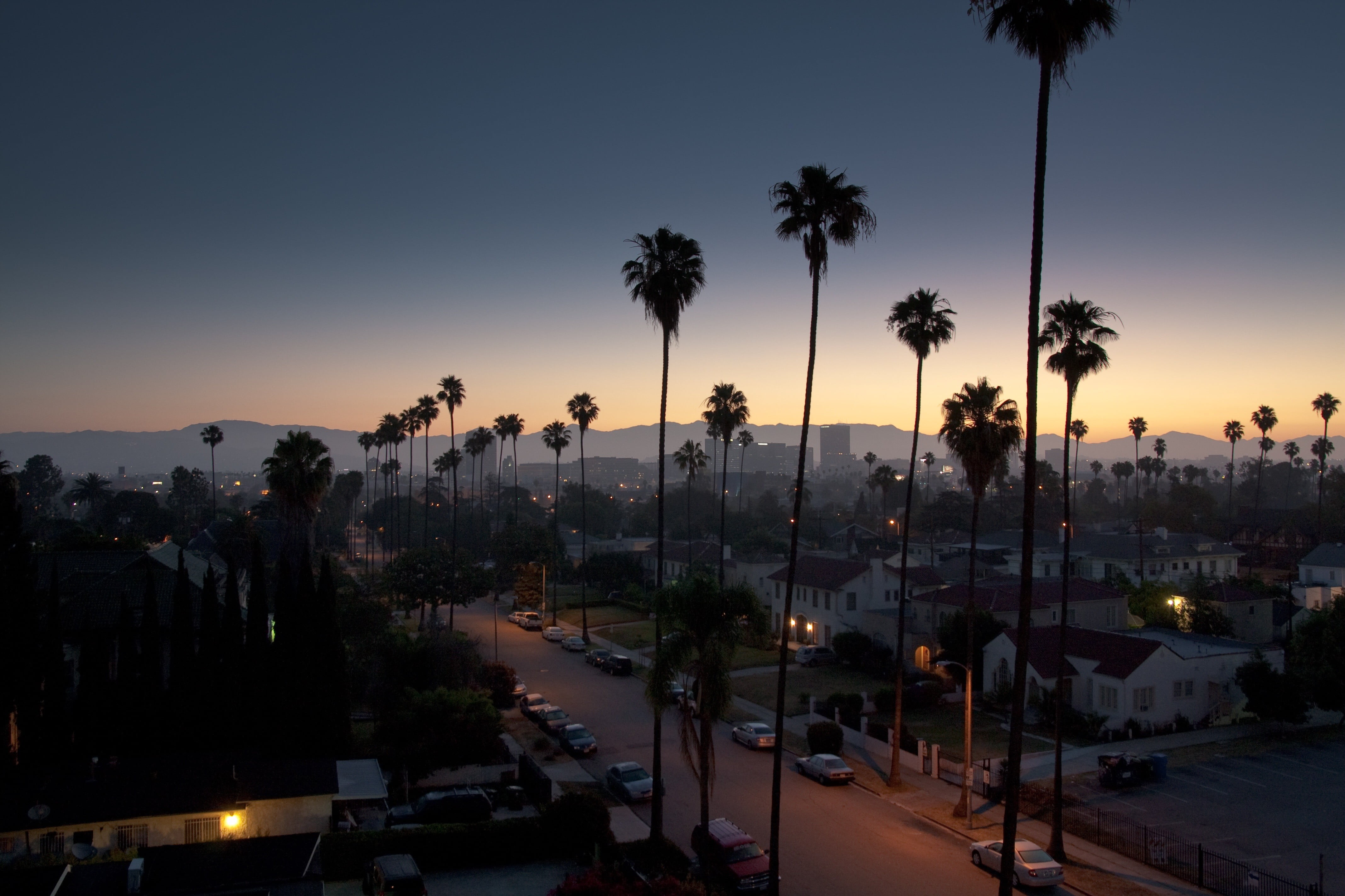 coconut trees vibes palm Los Angeles cityscape sunrise 2k 4k
