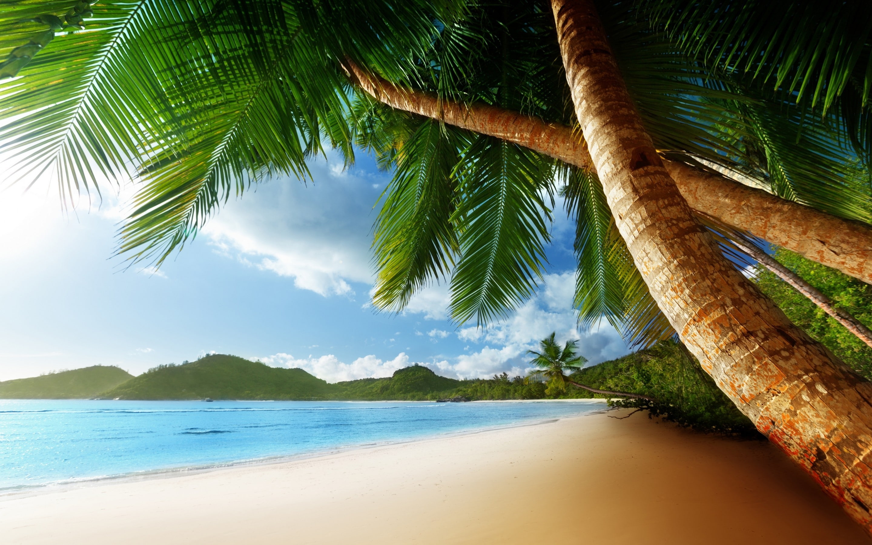 Exotic Palm Island beach blue sea summer landscape 2k