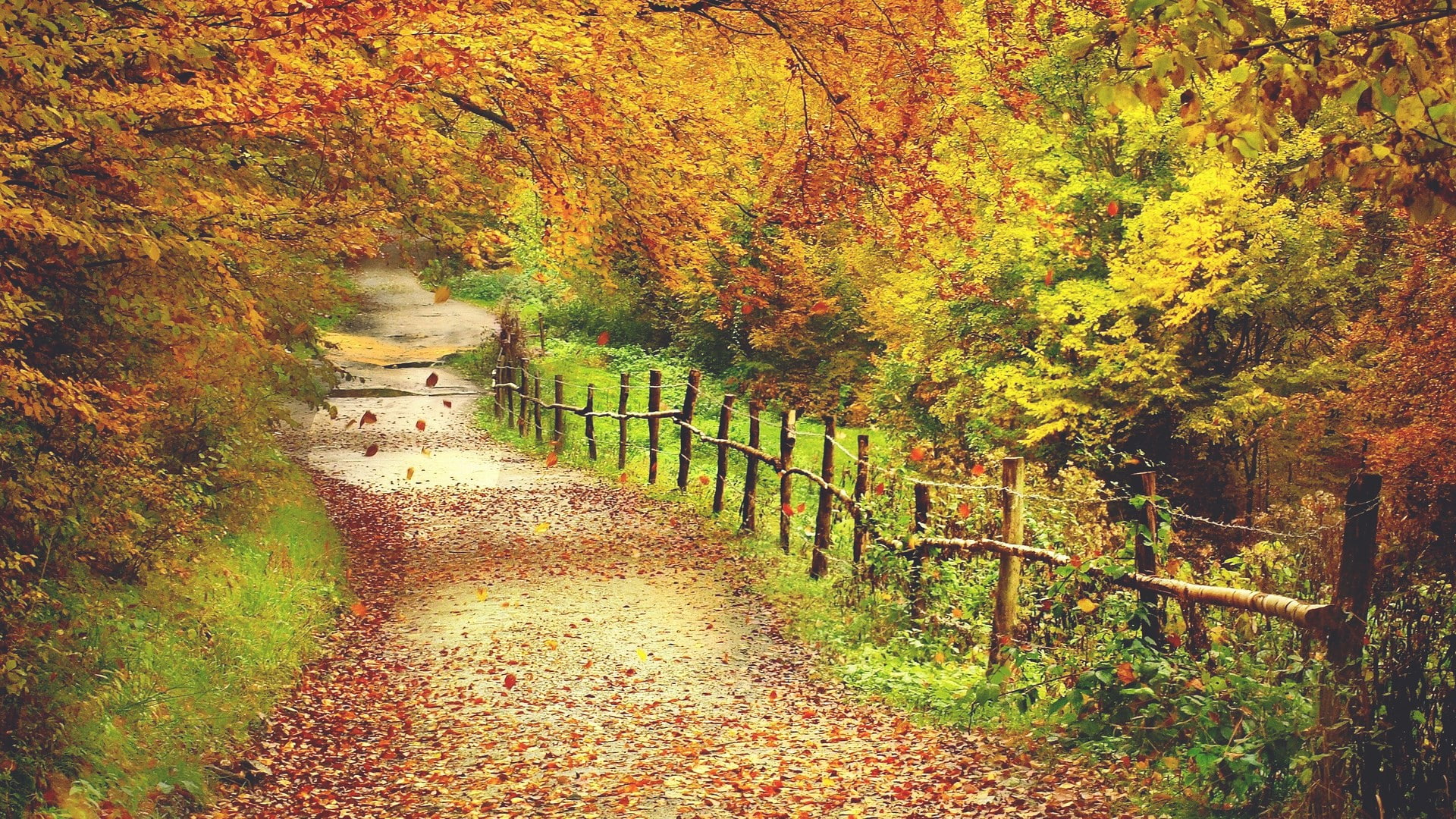 for desktop nature scenes beautiful scenery plant 2k