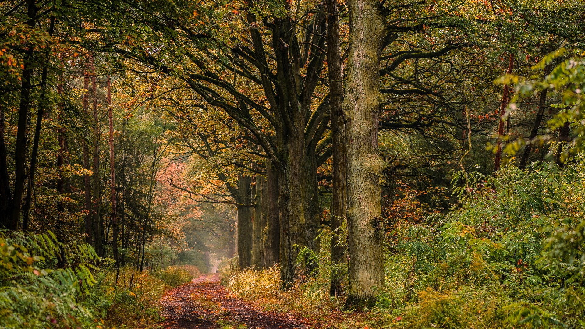 for desktop nature scenes beautiful scenery tree 2k