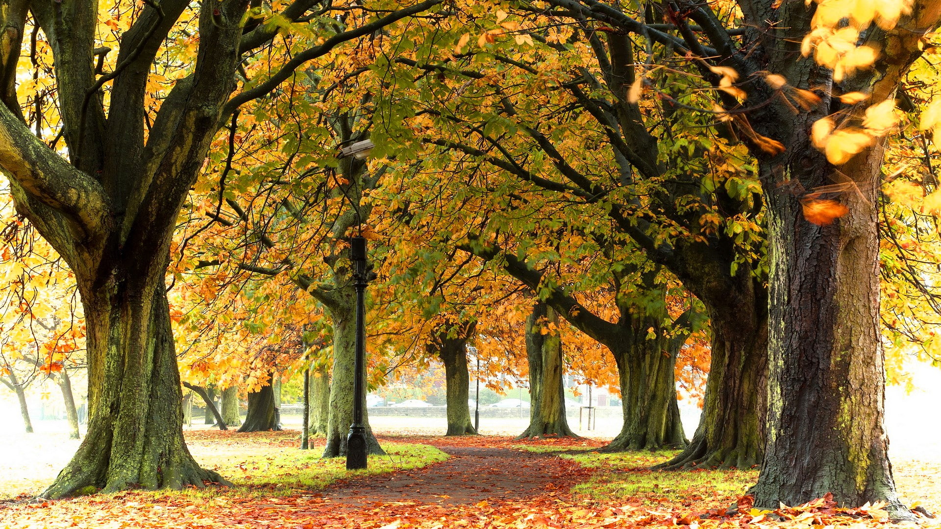 for desktop nature scenes beautiful scenery tree 2k