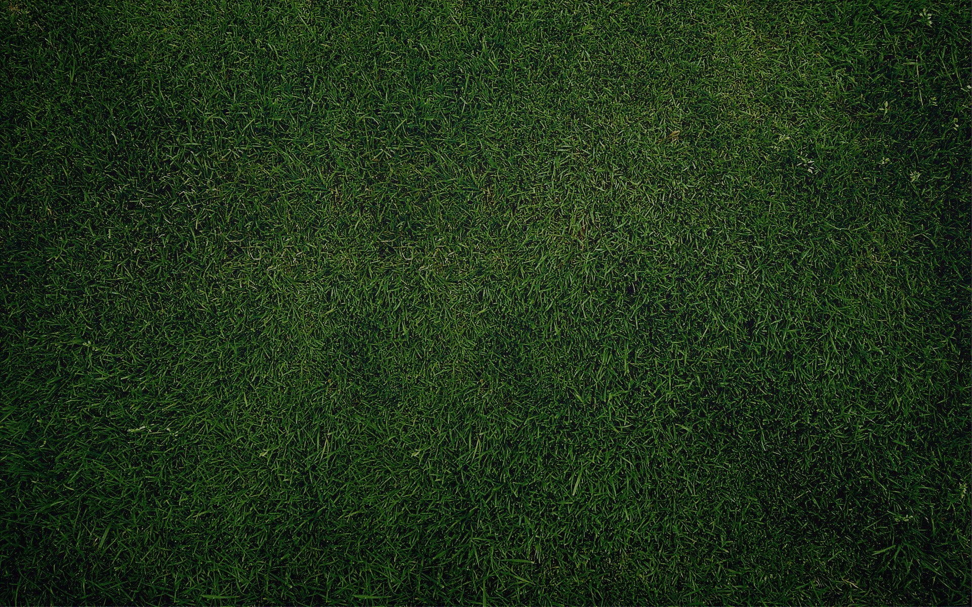 green grass texture nature plains Color backgrounds 2k