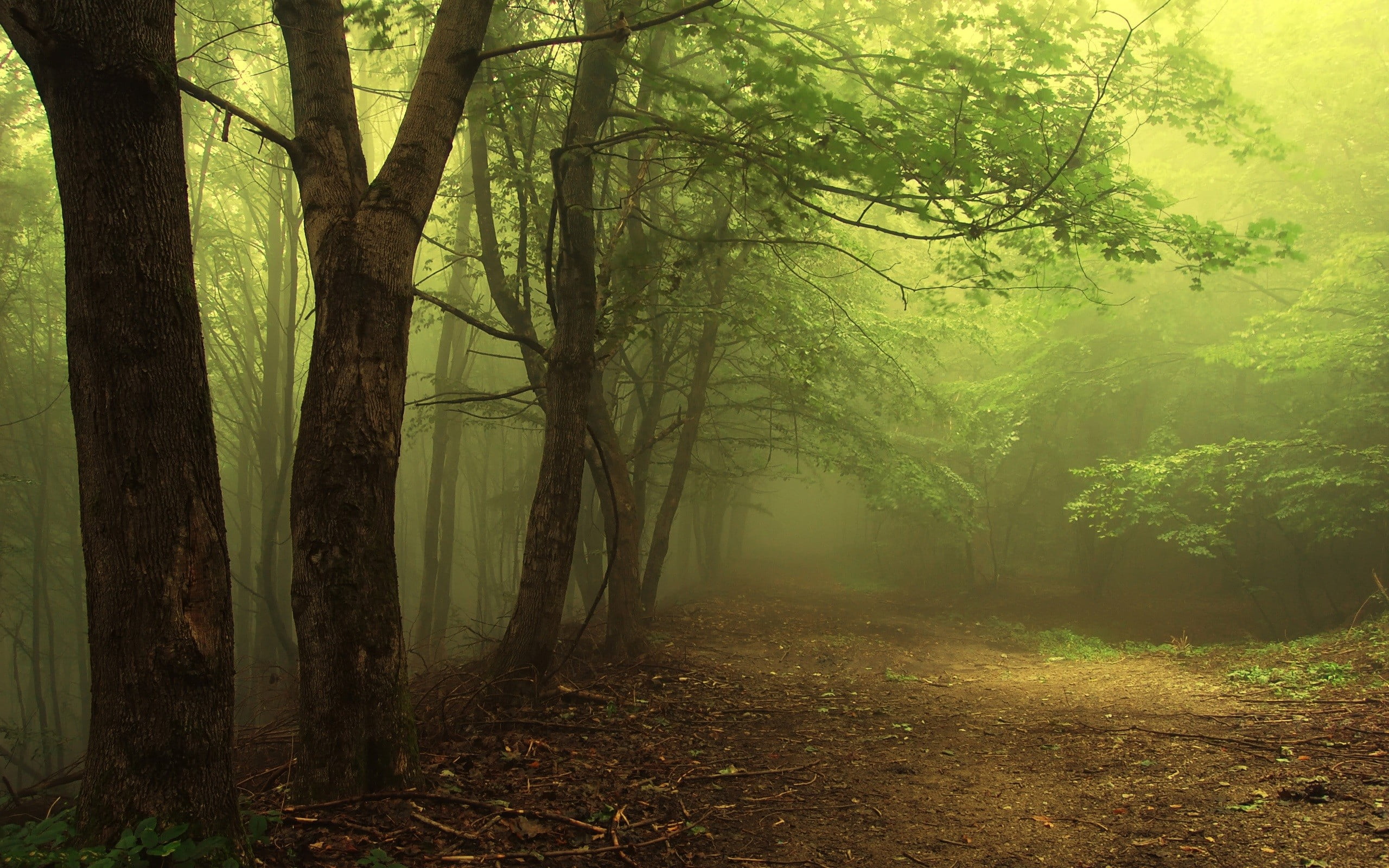 green leafed trees photographed of lined leaf forest 2k