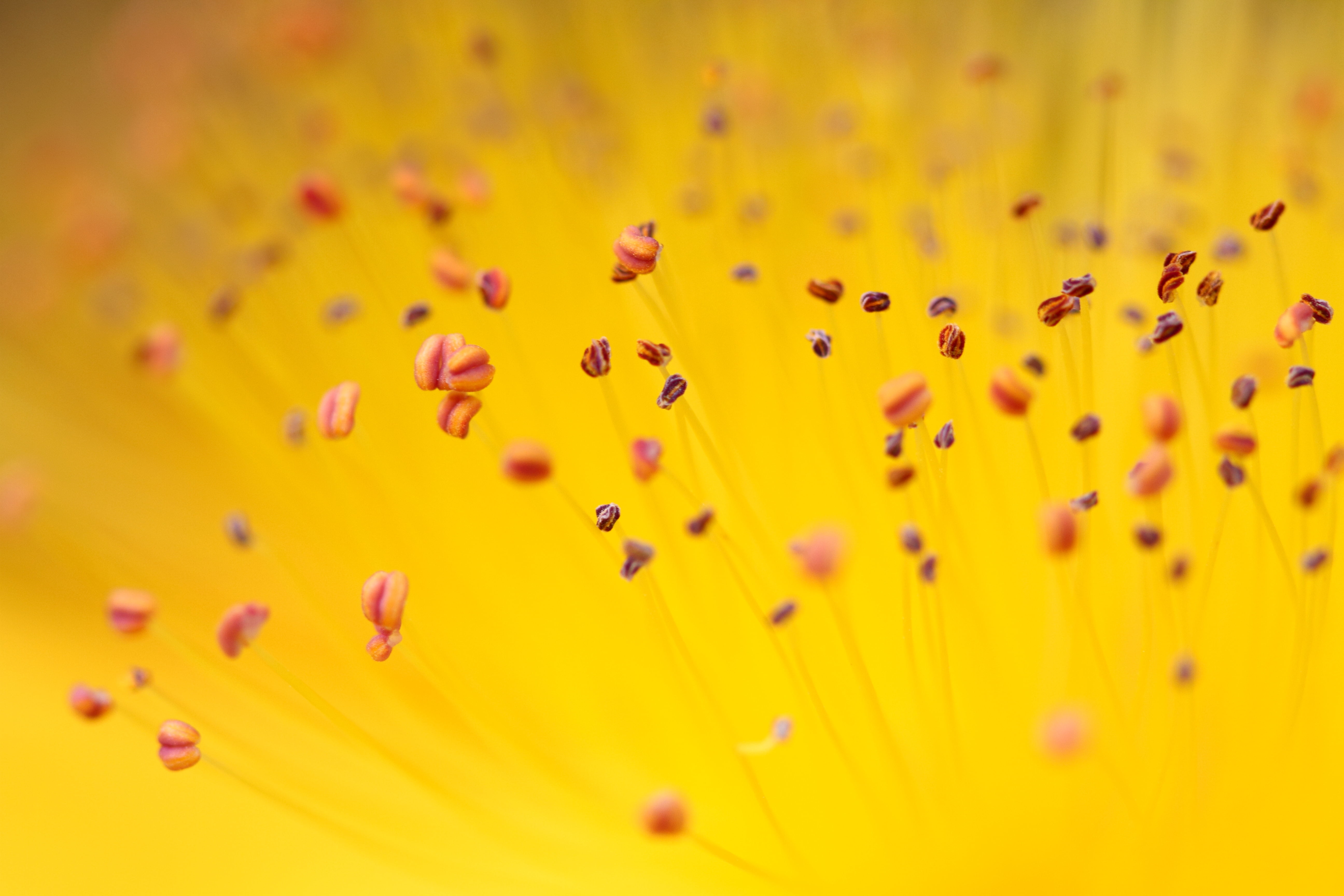 macro photography of yellow flower pollen nature plant petal 2k 4k 5k