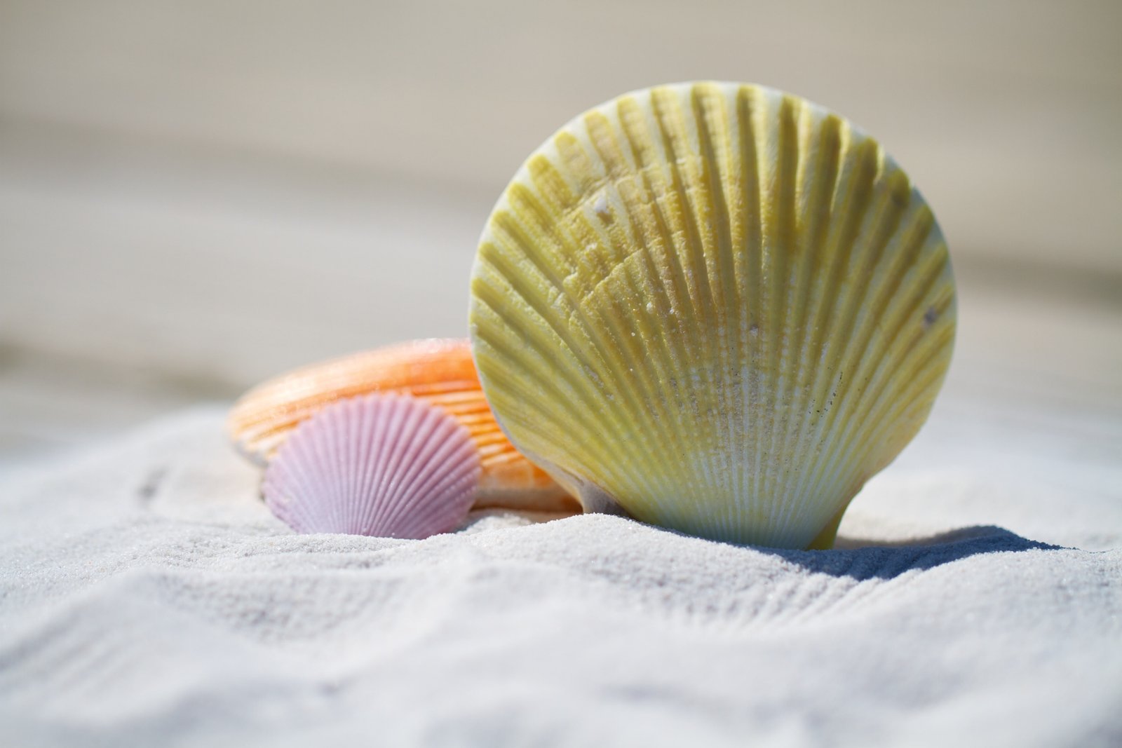 nature beach sand shells 2k 4k 5k
