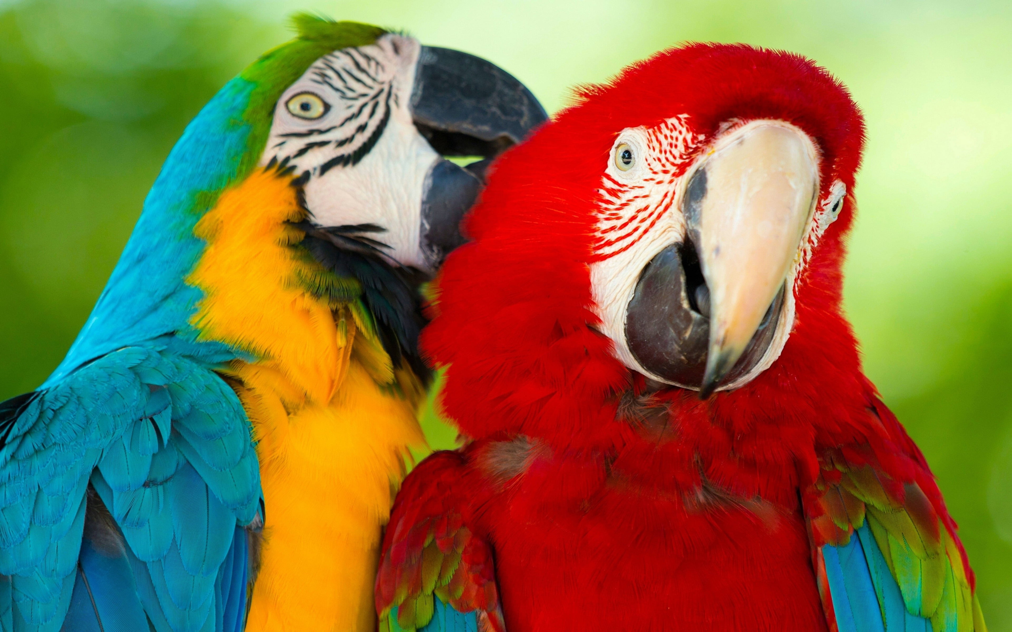 Parrot Macaw Bird Hd Wallpaper Background Mobile Phone Laptop 2k 4k