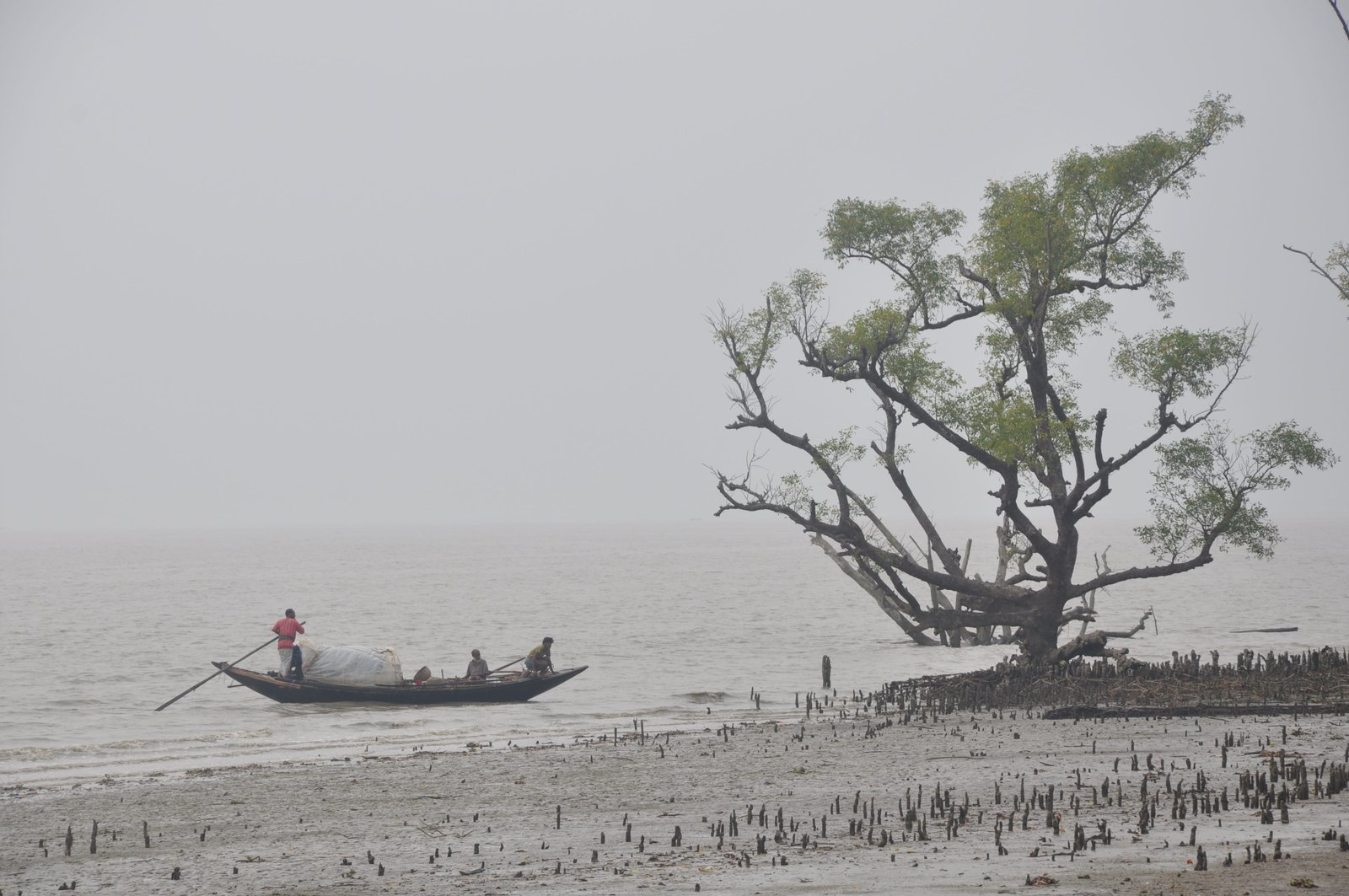 people on boat raft going near tree at cloudy day sky Sea Sundarban 2k 4k