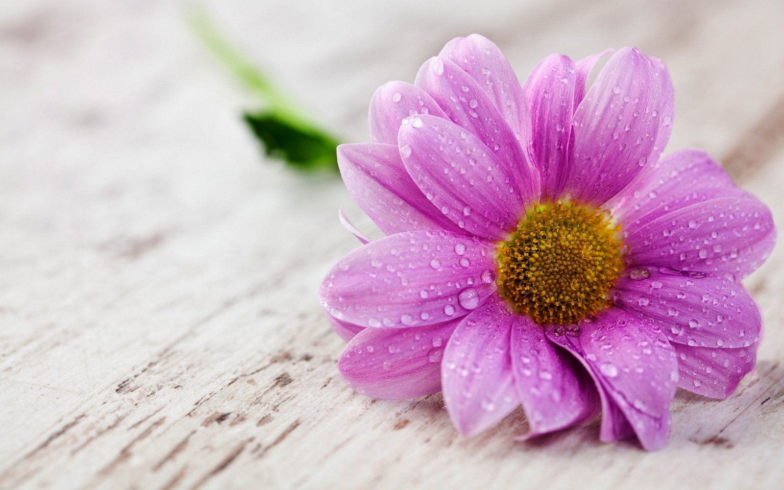 Pink Flower Water Drops Hd Wallpaper For Mobile Phones Pc Tablets 2k 4k