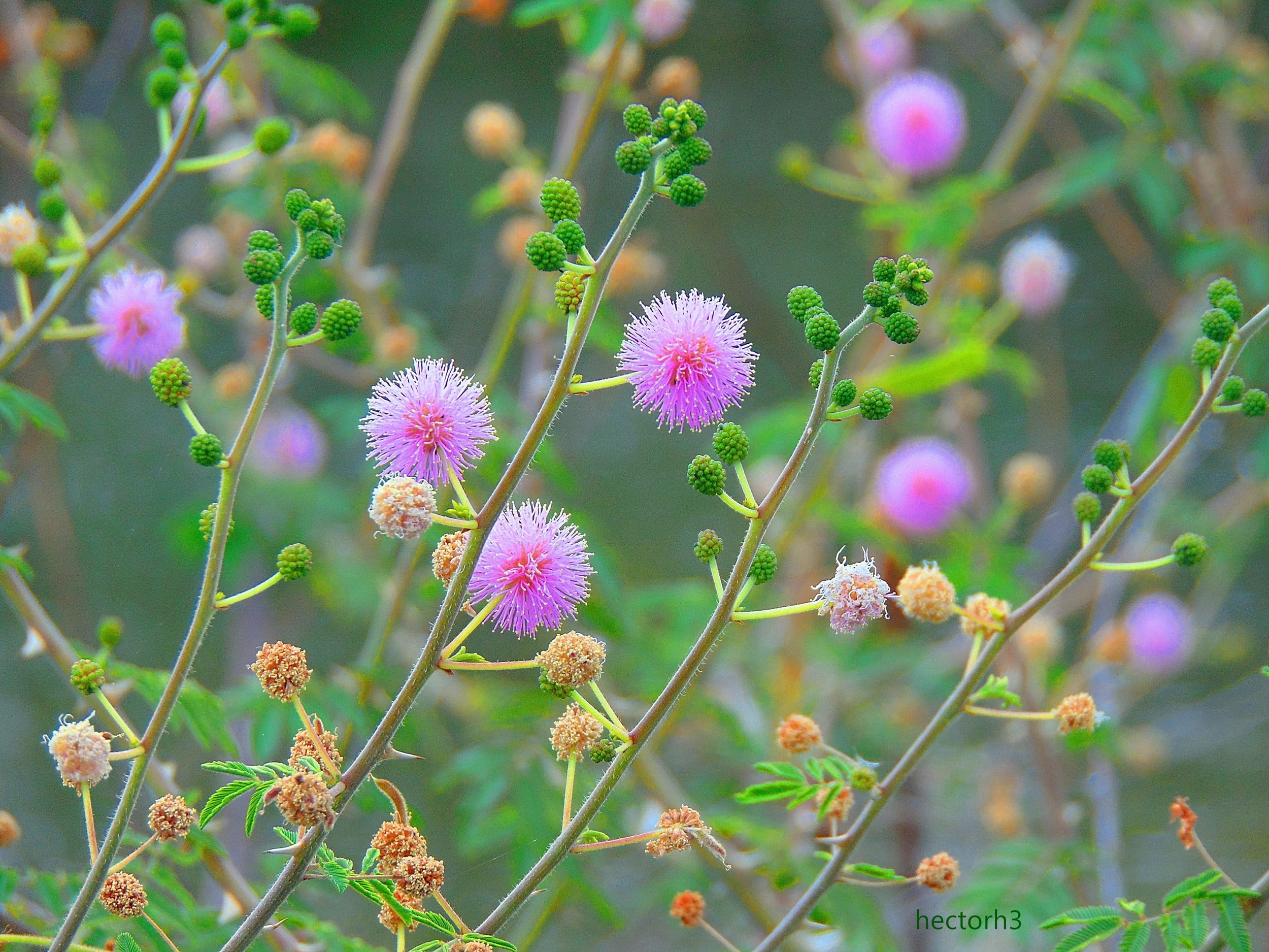 purple mimosa flower flowers nature Calliandra pink 2k