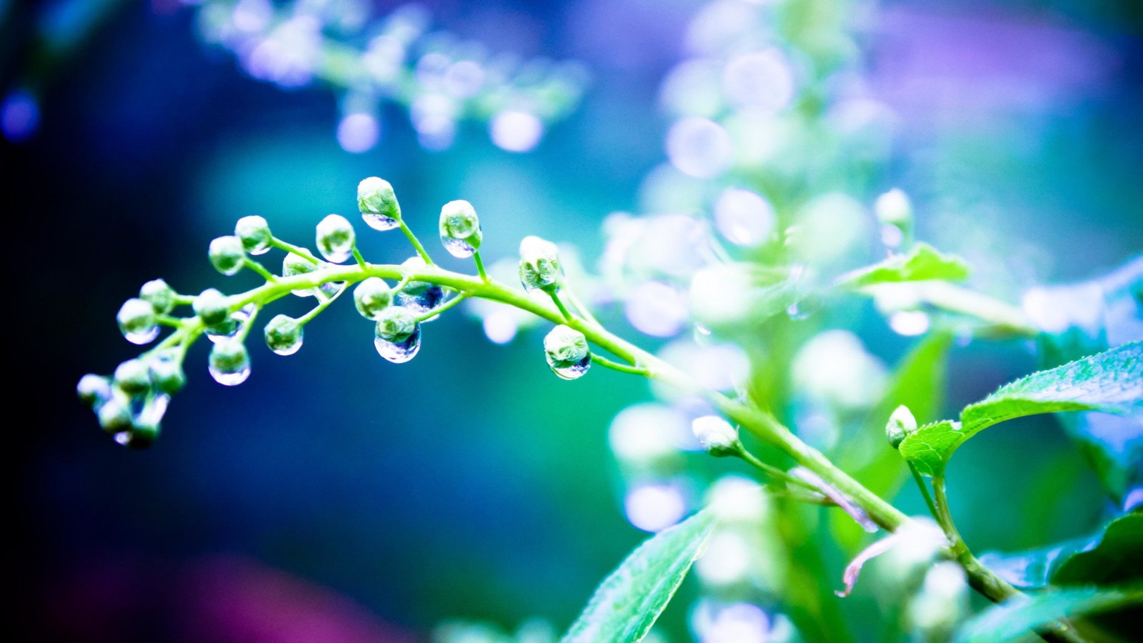 Rain wallpaper plants drops water light 2k 4k