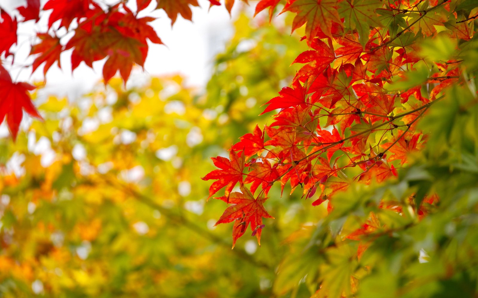 Red And Yellow Maple Leaves In Autumn National Symbol On Canada Ultra Hd Tv Wallpaper For Desktop Laptop Tablet Mobile Phones 2k 4k