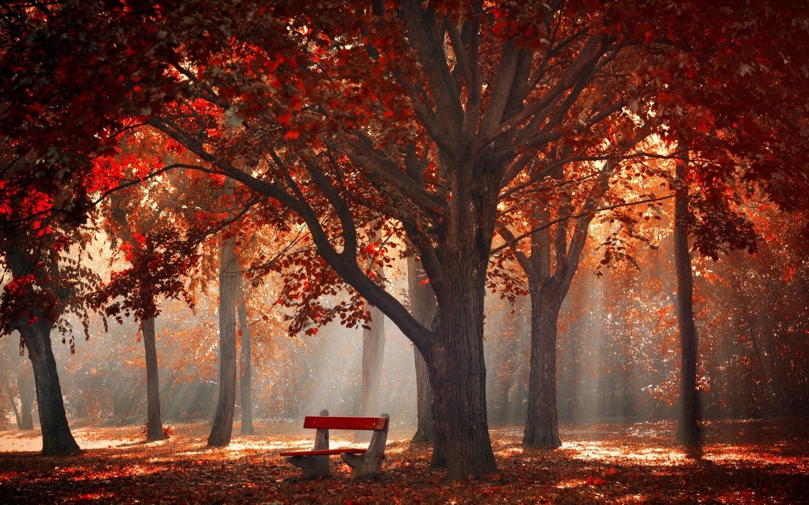 red tree forest sun rays through trees photography nature landscape 2k