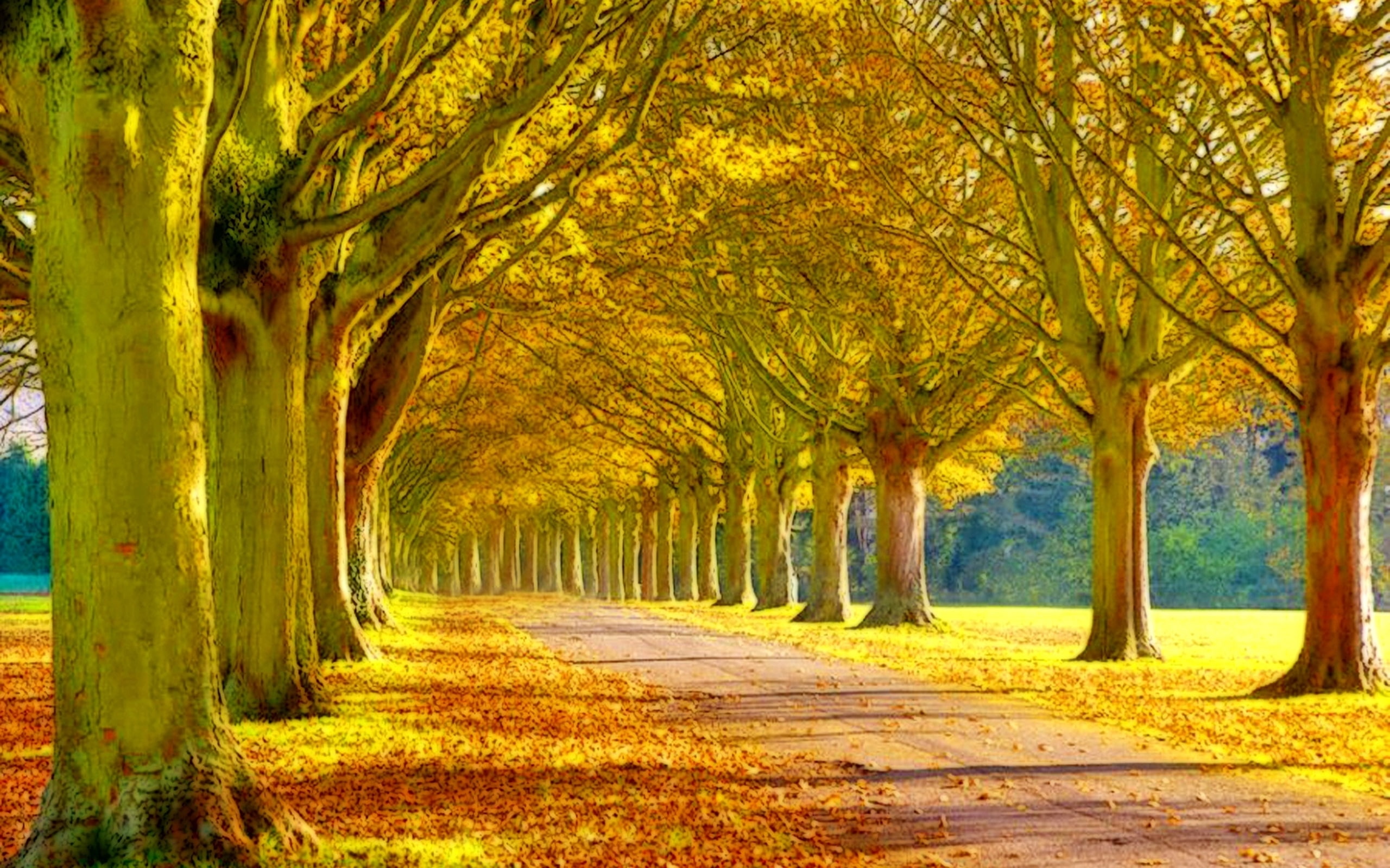 Scenery Heaven Leaves Tress Nature Forests Ultra Hd Wallpaper 2k