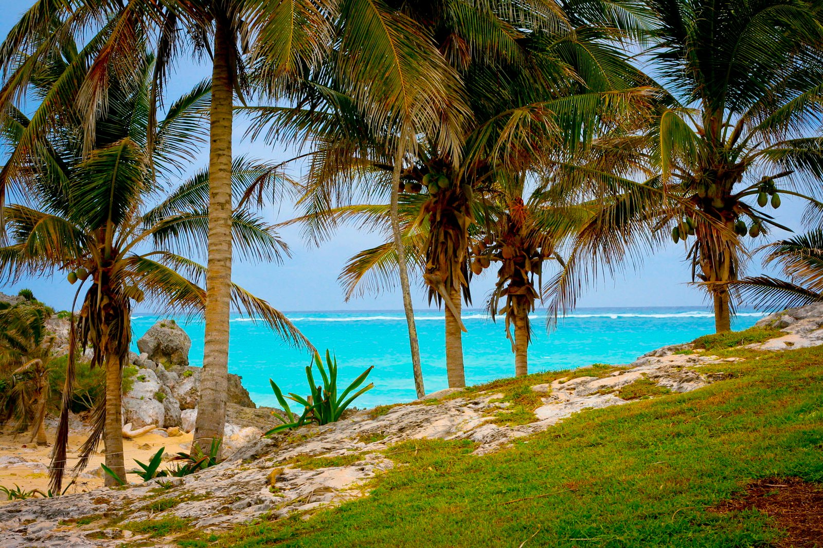sea landscape nature sky beach clear water coast coconut trees 2k