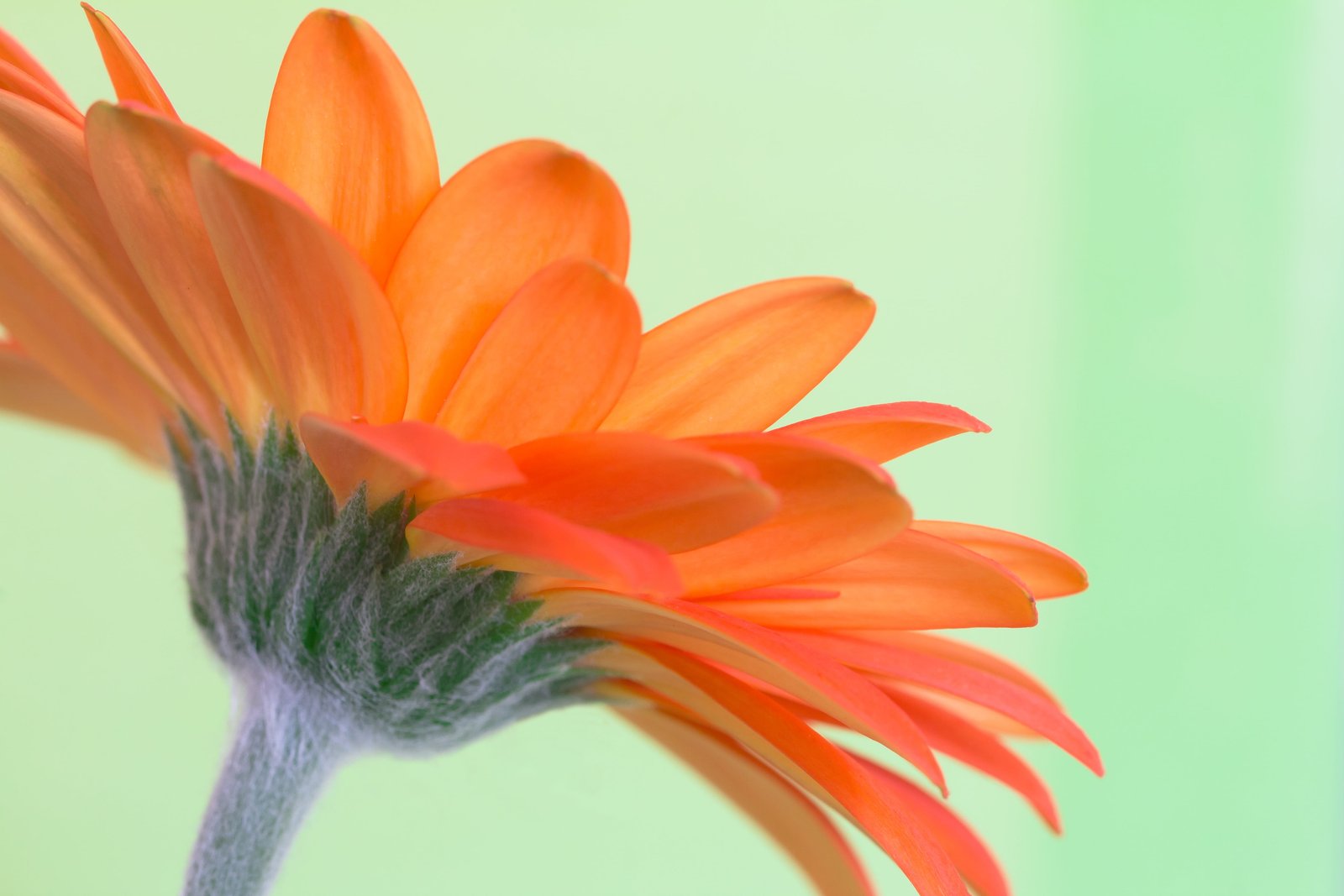 selective focus photography of orange Calendula flower gerbera 2k 4k 5k