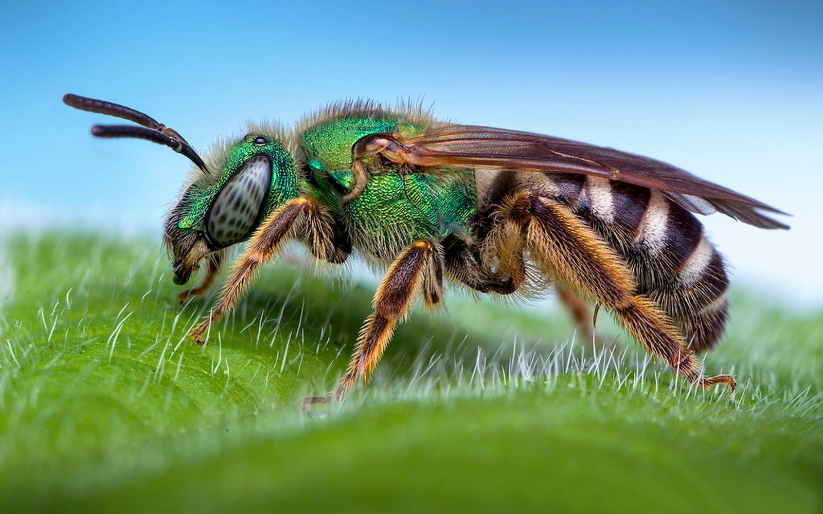 Sweat Bee Macro Photography Desktop Hd Wallpaper For Pc Tablet And Mobile 2k 4k