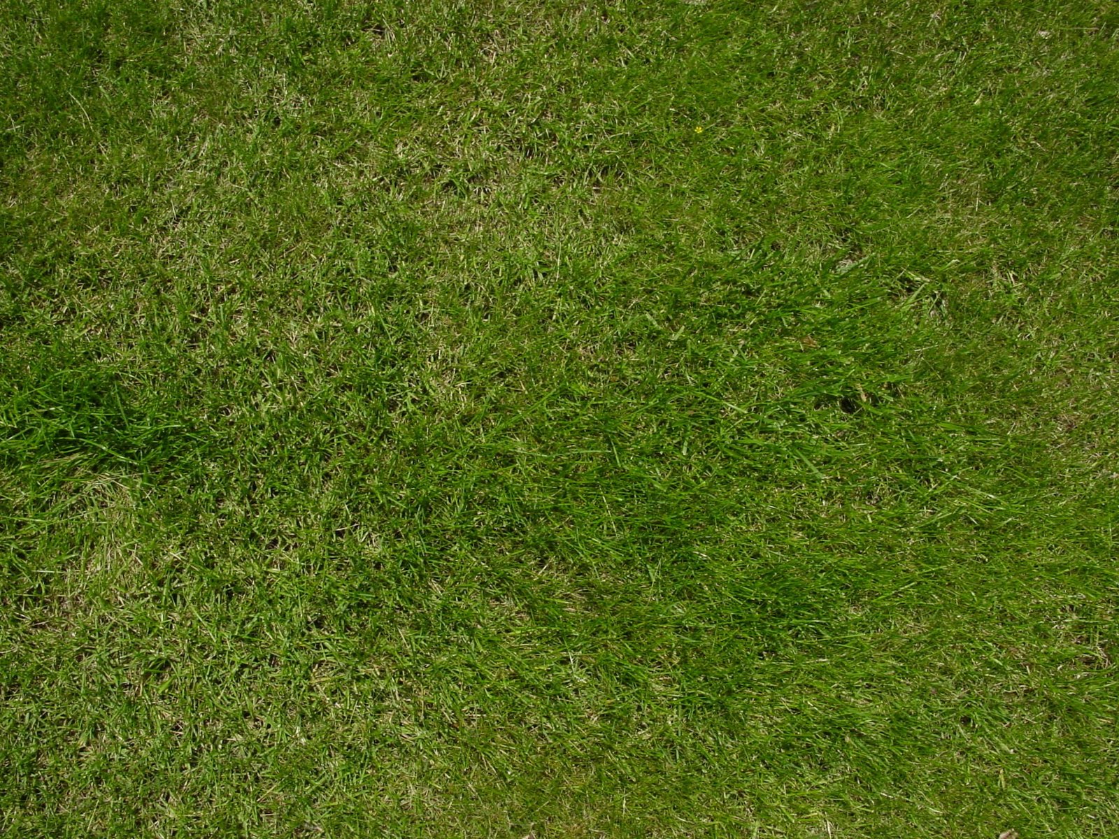 top view photo of green sod lawn grass nature outdoors texture 2k