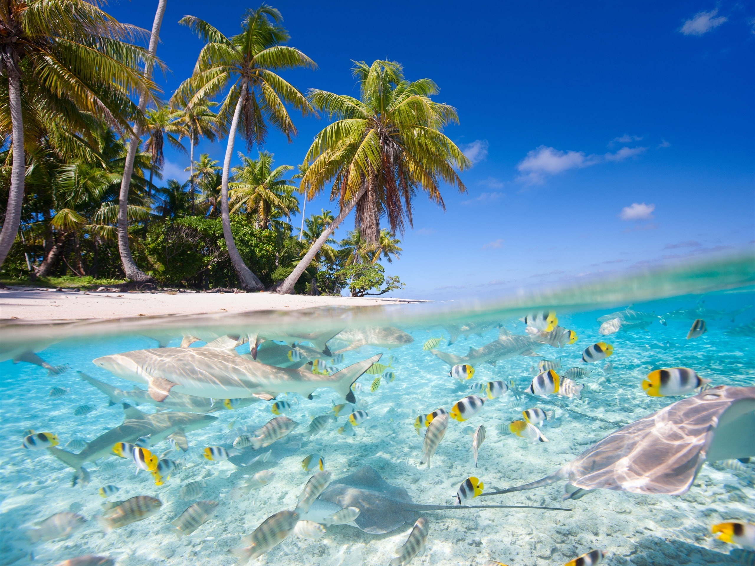 Tropical scenery sea beach palm trees fish sharks 2k
